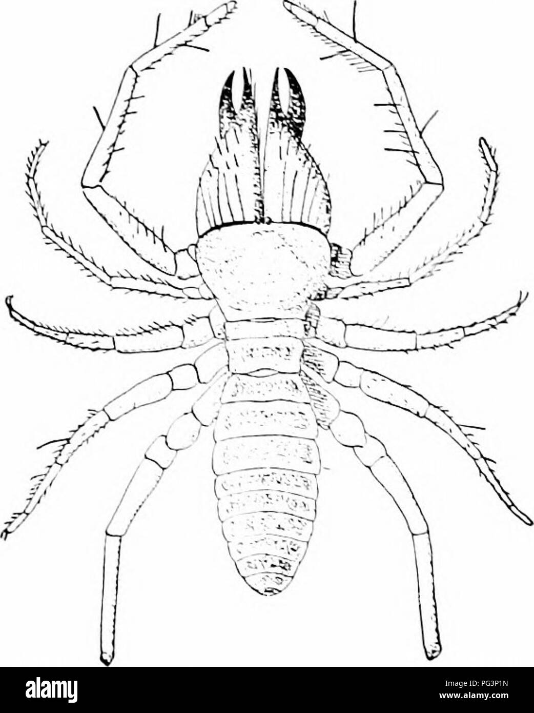 . Un manuel de zoologie. Zoologie. ARTHROrODA 304 ant une paire de jambes ; ainsi, ces formes ghing une certaine ressemblance à l'Ilexapoda (infra). Le cheHcera chehite» sont fortes et, l'pedipalpi sont simples et sont utilisés dans la marche, tandis que l'tirst paire de jambes sont tactiles. Resjiiration se produit par quatre paires d'trachex, l'tirst de qui lirst opiens entre le deuxième 'et' thoracique somites, une condition qui mérite en emhrvological« estigation. L'abdomen est constitué de 9 ou 10 somites, et le heaci porte deux ocelles. .S le nom l'indique, le Solpugidx sont nocturnes, liing par jour en hol Banque D'Images