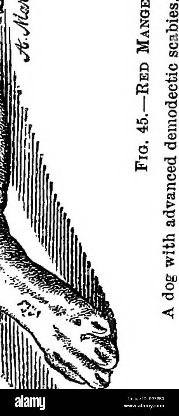 . Un texte-livre de zoologie agricole. Zoologie, économique. - * 4 ^ ^ est. Veuillez noter que ces images sont extraites de la page numérisée des images qui peuvent avoir été retouchées numériquement pour plus de lisibilité - coloration et l'aspect de ces illustrations ne peut pas parfaitement ressembler à l'œuvre originale.. Theobald, Frédéric Vincent, 1868-1930. Édimbourg et Londres, W. Blackwood and Sons Banque D'Images