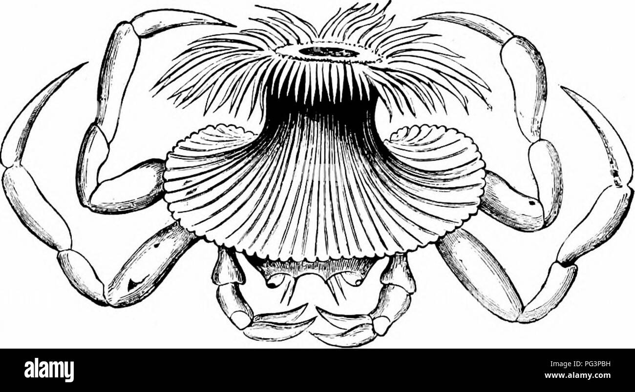 . Un manuel de zoologie. PHYLUM DES CCELENTERATA 125 moyens de ses deux paires de pattes arrière inversée. L'anémone de mer semble avoir fixé lui-même lorsque les jeunes à l'outil. Fig. 64. - Cancrisocia vivant comme un commensal sur le dos d'un crabe. (Après Verrill.) shell, et après, par sa croissance, répartis sur l'arrière du crabe, prenant la place de la coquille. 4. L'CTENOPHORA Ctenophora ou peigne-gelées sont un groupe de libre- piscine, animaux gélatineux, transparent qui se produisent, parfois en très grand nombre, dans les eaux de surface de la mer. L'animal (Fig. 65) a l'apparence d'une masse de jel claire Banque D'Images