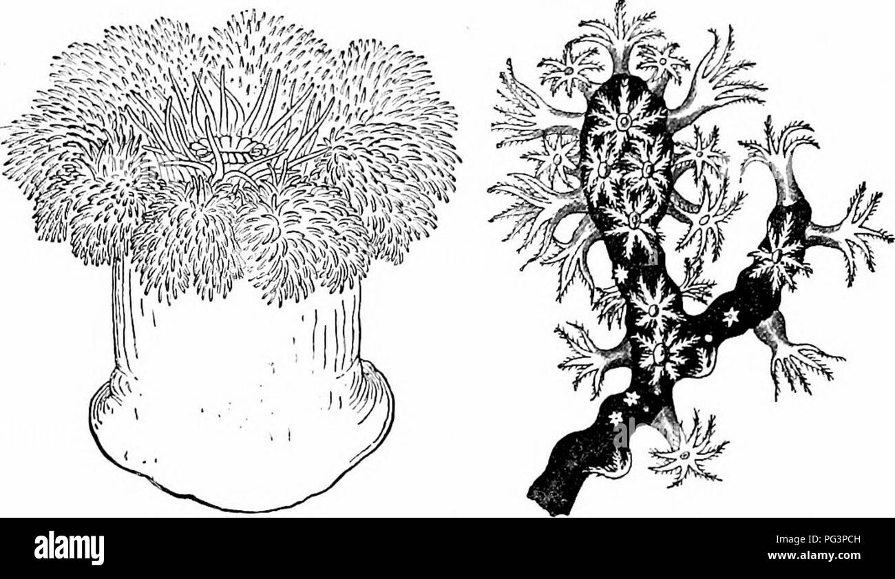 Ce manuel de zoologie propose une étude complète de la vie animale, y compris une analyse des deux sous-classes d'espèces coralliennes : Zoantharia et Alcyonaria. Il détaille les caractéristiques distinctes de ces espèces, y compris la structure des tentacules et les arrangements mésentériques. Banque D'Images