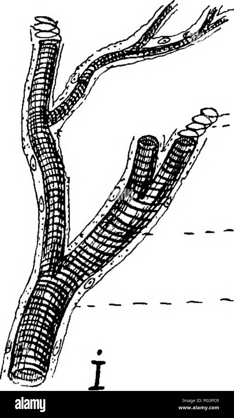 . Un texte-livre de zoologie agricole. Zoologie, économique. Anatomie d'un AKTHROPOD. 95 Fin de l'intestin grêle court ou iléon distal est marquée par l'attachement d'un certain nombre de tubes glandulaires appelé MdL- pighian {tubules Mc), qui sont probablement des organes excréteurs. Le côlon ou gros intestin (Li) est large et long, et se termine dans une courte partie terminal dilatée, rectum^ (R). À l'extrémité antérieure du mésentéron sera vu sept convuluted- club cceca hépatique appelé diverticules en forme (H). (Cinq seulement sont représentés dans la figure.) Le système respiratoire est constitué d'une série de tubes co Banque D'Images