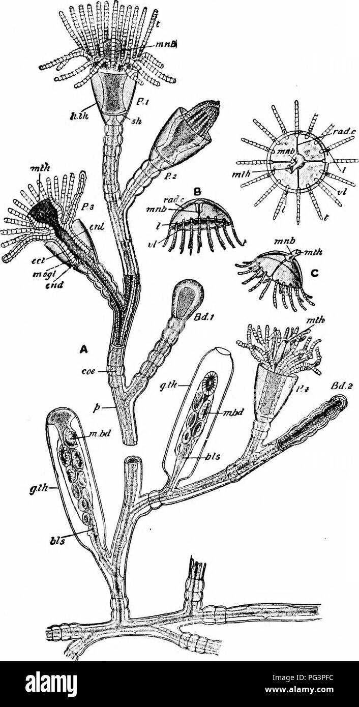 . Un manuel de zoologie. . Fig, 41. - Obelia sp. Une partie, d'une colonie, avec certaines pièces de longi- tudinal ; section B, méduse ; C, le même, avec parapluie renversé ; D, le même, l'aspect oral ; Ed. 1, 2, boutons ; bis, blastostyle ; ctr, ccenosarc ; ect, l'ectoderme, l'endoderme ; fin ; ent, entériques ; cavité, gonotheca gonangium (GTH) : hth, hydro- thèque ; /, Hthocyst ; vi.bd, medusa-bouton ; mul&gt ;, manubrium ; msgl, mesoglaea ; mth, bouche, fi, perisarc ; P, 1, 2, 3, 4, polypes ; rad.c, canal radial ; /, tentacle ; vl, velum. 93. Veuillez noter que ces images sont extraites de la page numérisée des images qui peuvent avoir Banque D'Images