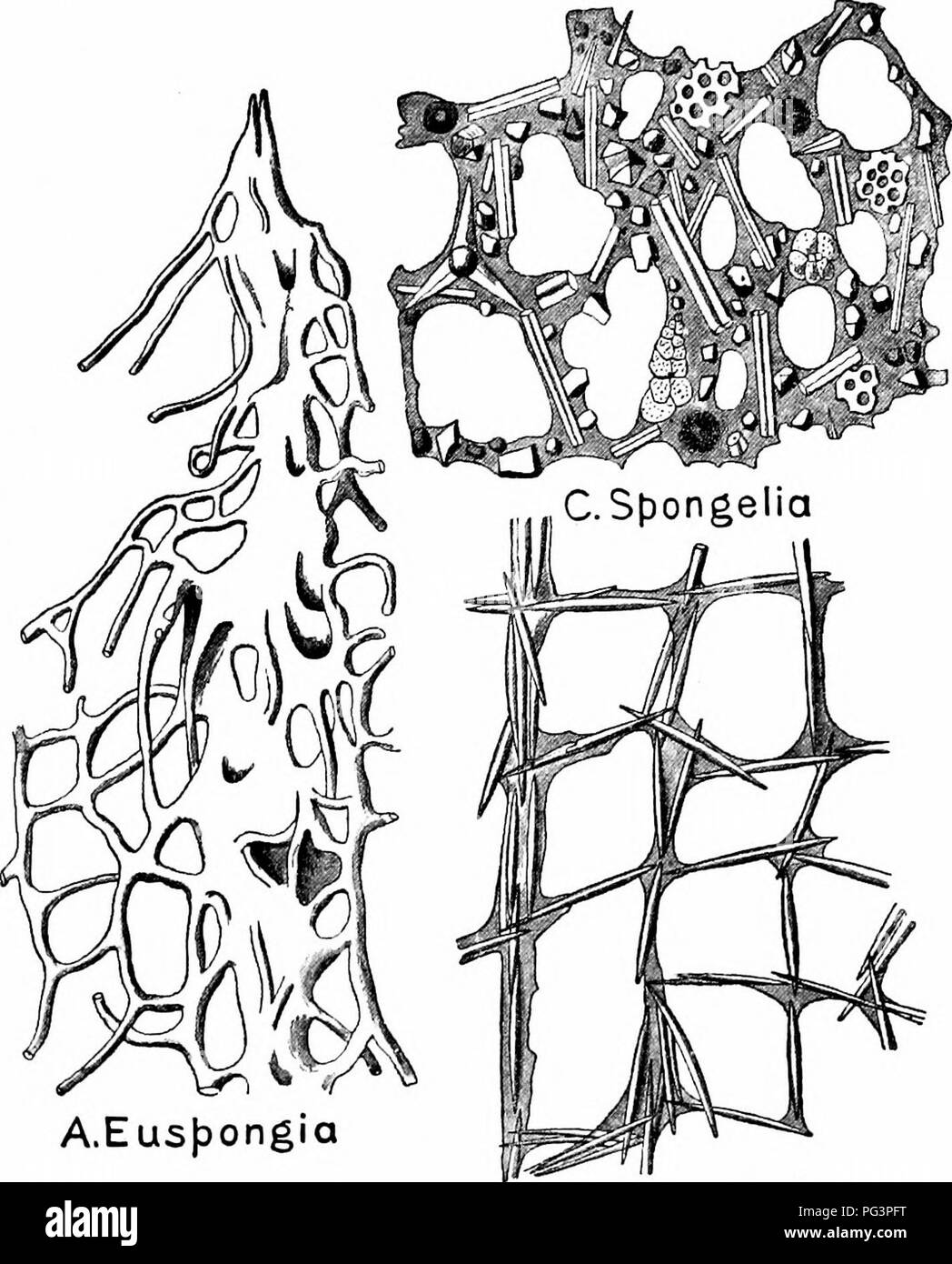 . Un manuel de zoologie. PHYLUM PORIFERA 87 simple cylindre origine ou un vase, peut être considéré comme un mode de reproduction asexuée par bourgeonnement. La multiplication asexuée. B.Pachychalina Fig. 39. - Structure microscopique du squelette dans diverses éponges. Un Euspongia, réseau de fibres, spongin Pachychalina ; B, spongin, renforcée par des spicules siliceux ; C, Spongelia spongin, renforcée par divers organismes siliceux étrangers, des fragments de spicules d'autres éponges, etc. (après Vosmaer.J. Veuillez noter que ces images sont extraites de la page numérisée des images qui peuvent avoir été retouchées numériquement pour plus de lisibilité - c Banque D'Images