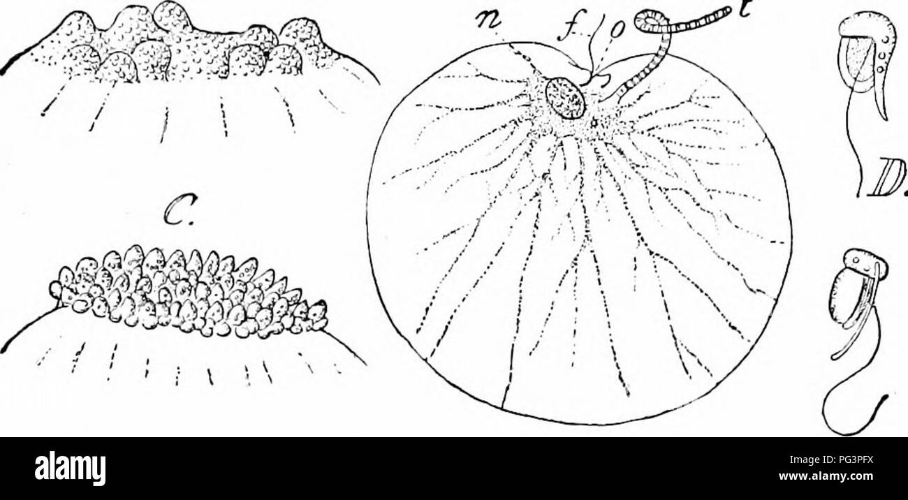 . Un manuel de zoologie. Zoologie. III. SPOROZOA 185 par une fosse à un moment donné, cytostome^, près de qui est le noyau entouré par une agrégation de protoplasme qui envoie ramifiée dans les jelly du corps. À l'entrée de l'est un fiagellum cytostome, utilisé dans l'alimentation mais pas dans la locomotion, et une bande-tentacule comme composé d'une excroissance de la membrane avec un corps musclé bagués transversalement axe ; il se déplace lentement avec un mouvement oscillant, Noctiluca se reproduit par fission simple (progamic- repro duction) et par la formation de spores swarm ( ? Mctagamic la reproduction) (fig. 144,. Fig Banque D'Images