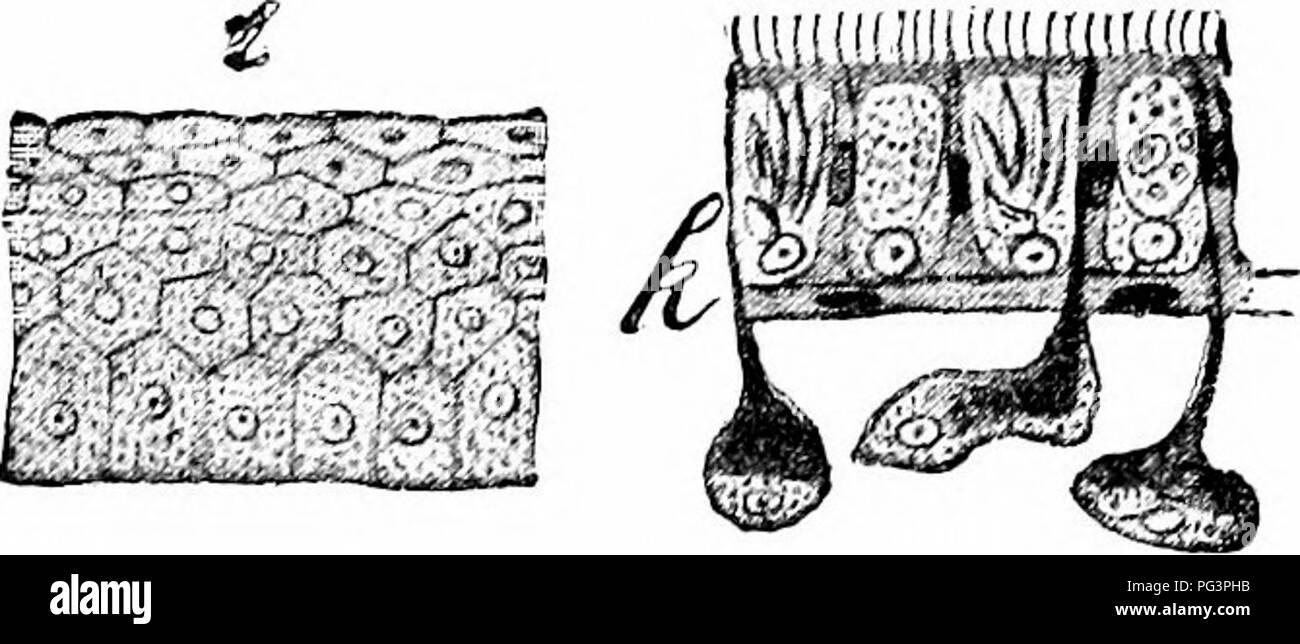 Un Manuel De Zoologie Fmmm A A A A X Li A A J Y Kfs Fig 28 Diverses Formes De L Epithelium Un Epithelium Cilie Colonnes 6