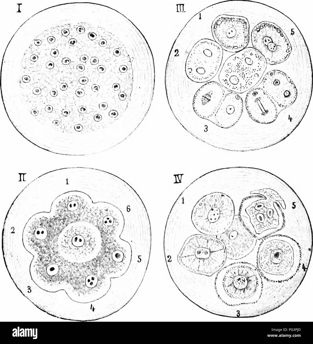 . Un manuel de zoologie. Zoologie. Fig. 122.-Clalhniliiia ,-h- :. :&lt;iiis. .1, avec extcndcil ; pseudopodes B, divisé en deux cvsls zuospore ; C, ; n, noyau, cv, vacuole contractile.. Fig. 123. Encystmcnt Acthiospha-de-rium, schématisées dans la mesure (hat en III et IV, l'succcssi e étrier sont affichés dans la même liKurc. J'ai, tout abandon d'un animal ; II, la formation de kystes primaires, après résorption de la plupart des noyaux ; III, i et 2, division de l'enseignement primaire en scconrlary C)'sts ; 3, 4, nraturation de kystes secondaires ; 3, forma- tion de première, 4 de seconde (lolar f^lobule, 5, fusion de kystes secondaires ( Banque D'Images