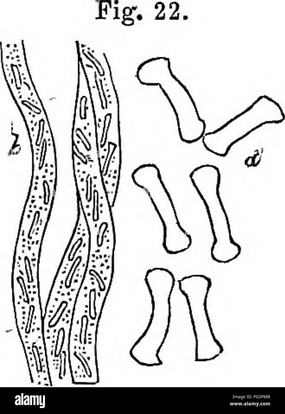 . L'usine, une illustration de la vie organique de l'animal. La biologie. L'assimilation. Mauvais par de-agents oxydants forts "proces^s, le fluide contenu des cellules, comme la gomme et le sucre, chromule, l'emploi et des huiles volatiles, des acides organiques, &amp;c., sont les résultats de l'oxydation. L'amidon et les produits sont donc chlorophyle de di- gestion, les autres substances de la respiration végétale. Ce sera clairement visible si l'on considère la nature de ces sous- positions. Ils sont d'une grande importance dans l'économie végétale, et doit être étudié avec soin si nous voulons obtenir une vue correcte de la nutrit Banque D'Images