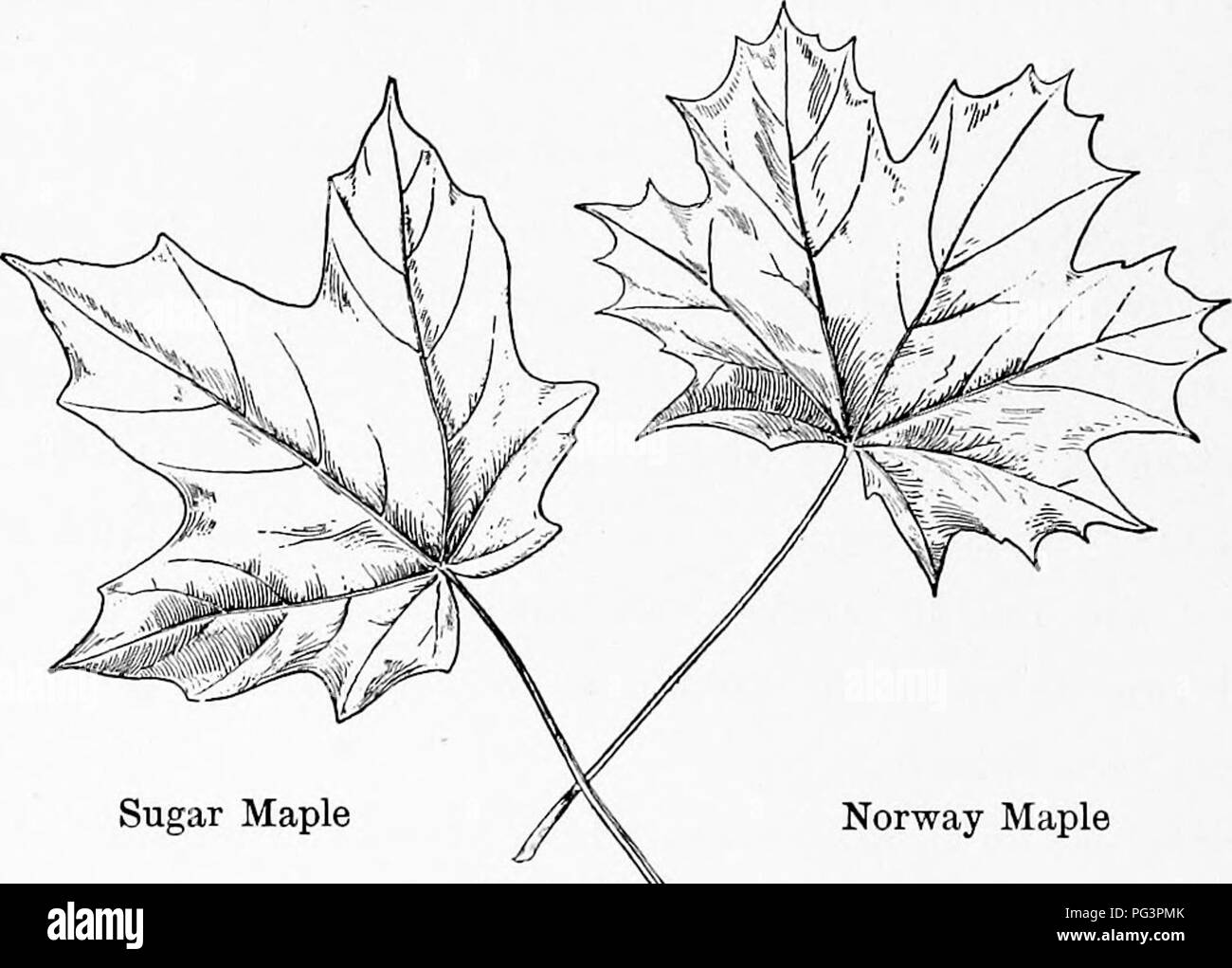 . Menuiserie élémentaire. Le travail du bois ; les arbres. 78 ELEAIENTARY un peu de travail du bois de l'eau chaude dans la neige ou de sirop dans un plat froid. S'il s'endurcit, l'ébullition a été fini. Fig. 90 montre la feuille de l'érable à sucre, également que la feuille est le plus souvent confondu avec elle, à savoir, l'érable de Norvège. Observer les deux étroitement. L'érable à sucre a émoussé et arrondi et points est épais, tandis que le. L'Érable de Norvège Érable à sucre Fig. 90 La Norvège a des points, qui sont plus nombreux, et la feuille est beaucoup plus mince et plus délicat. L'érable à sucre se développe plus grand et n'a pas jeté une ombre si dense que la Norvège, w Banque D'Images