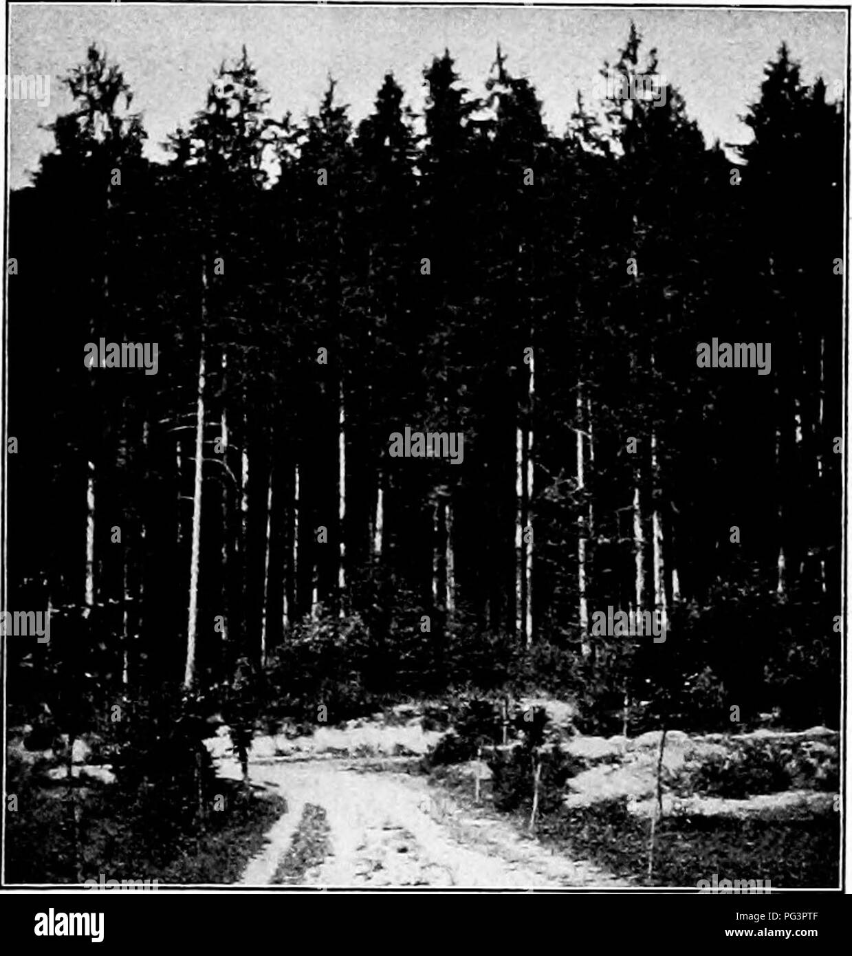 Cette image d'un manuel de travail du bois explore les processus impliqués dans l'exploitation forestière et le fraisage. Il met l'accent sur le cycle de vie du bois, de la croissance des arbres au produit fini, important pour comprendre les matériaux dans le travail du bois et la construction. Banque D'Images