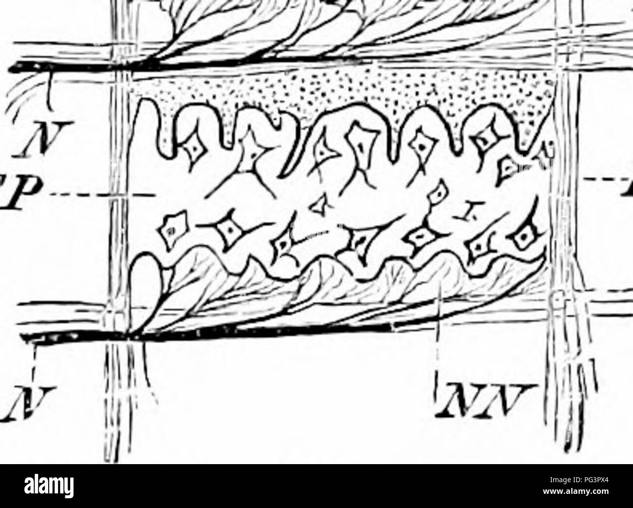 . Un manuel de zoologie. Zoologie. L'organologie générale ik 111^^^si''.^ ^ la locomotion chez les animaux inférieurs.-Les formes les plus faibles, les protozoaires, les progrès ahiiost exclusivement par les processus de la cellule : pscitdopodia, Cilia, ou flagelles. Dans les métazoaires c'est rarement le cas. Mouvements amiboïdes des cellules épithéliales, en effet, se produire dans les coelentérés et dans de nombreux vers, mais ne suffit pas pour changer de position. Plus efficace est l'épithélium cilié ou flagellé, par lequel des cténophores, turljel- larians, rotifères et nager ; cela se produit, en outre, dans de nombreuses larves : des animaux qui, dans la maturité, sont Banque D'Images