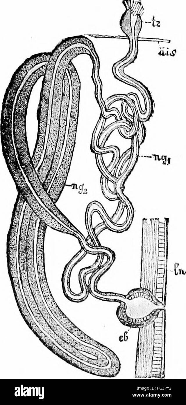 . Un manuel de zoologie. Zoologie. Fic. 60. Fic. 70. Fig. 60.-aveugle d'un Annélide enil ]] rotonc")")liridiuni conncclcd solcno- wadi deux c"lcs qui ouvrent leur llagcUale Ailh lul'cs dans le cxcrcloi}*" (^Cioodrichl duo après- FiG. 70.-angle mort de l'un des w-hnest aseidar eanals aler--ik) Fei un Turhellarian LangV (à partir de 11, noyau ; /, iirocesses de la cellule terminale ; wf, Mlame' de la cellule terminale ; V, "-acuole.. ./^ ^^ j®,(. Veuillez noter que ces images sont extraites de la page numérisée des images qui peuvent avoir été retouchées numériquement pour plus de lisibilité - coloration et Banque D'Images