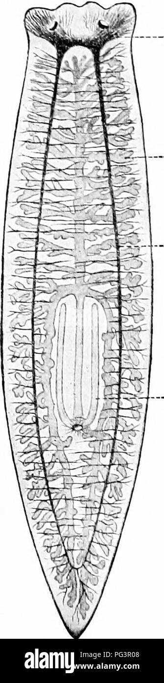 . Un manuel de zoologie. Zoologie. Général ERIXCIPLES 100 de zoologie /. Comme chez les arthropodes, llicse «cailics lilooil bodv' contiennent de l'arc et dans la réalité, mais ex- pansions de tlic svstcni vasculaire. De telles cavités le IiiCiiiolwIc à long terme a été gixen. Coeur, artères, veines, capillaires.^-plus complet Méthode de distribution de nourriture est accompli par le/oihl vcsnis-h, qui, par conséquent, appartiennent généralement à les animaux supérieurs, et de la fonction, si une cavité corporelle soit présent ou non. Vaisseaux sanguins sont des tubes contenant du sang mourir, qui transporte l'oxygène reçus dans le cadre de l'organes respiratoires, ainsi Banque D'Images