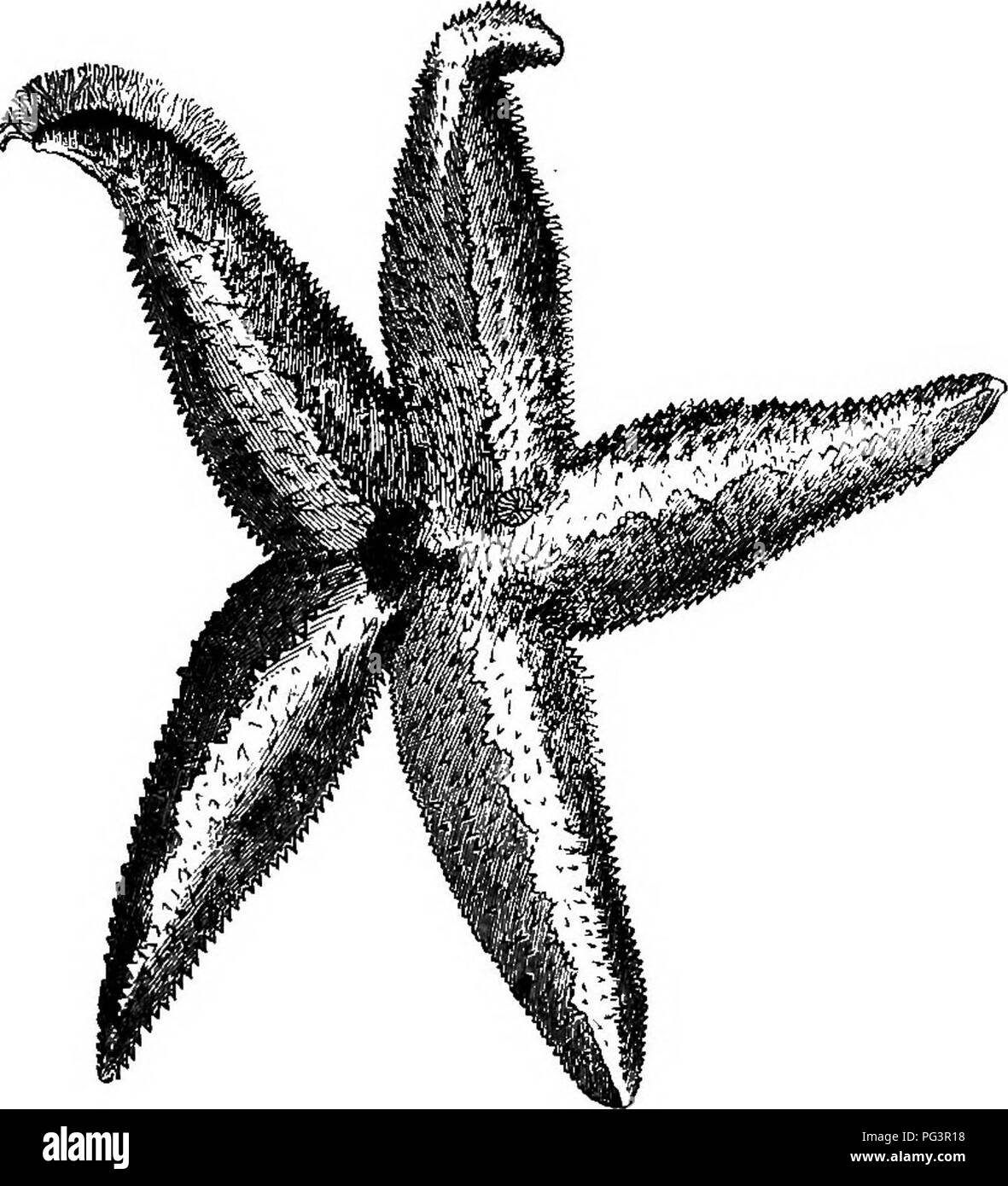 Le Septième Ciel Des étoiles De Mer Le Blog De La Plongée