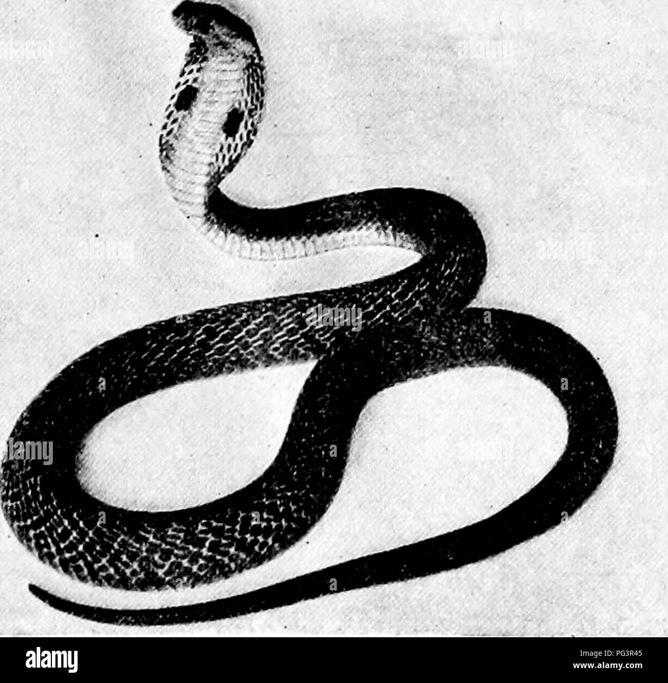 . Guide officiel populaire à la New York Zoological Park. New York Zoological Park. NEW YORK ZOOLOGICAL PARK. 181. COBRA-DE-CAPELLO. Sula, souvent appelé Snake-Eating Cobra, est le plus dangereux de tous les serpents, parce que c'est la plus grande et la plus ath- letic des espèces venimeuses, et pour sa bite il n'y a pas d'antidote efficace. Il se nourrit uniquement sur la vie des serpents. Le beau spécimen exposé est d'environ dix pieds de longueur. Le cobra-de-Capello, {Naja tripudians), dont quelques beaux spécimens sont indiqués, est la terreur de l'Inde, où il tue entre 18 000 et 20 000 personnes par an ! C'est le m Banque D'Images