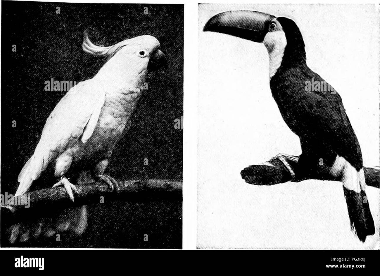 . Guide officiel populaire à la New York Zoological Park. New York Zoological Park. NEW YORK ZOOLOGICAL PARK. 151. Le CACATOÈS SOUFRE. TOCO TOUCAN. sary à trimestre cette espèce avec d'autres oiseaux parfaitement en mesure de se défendre contre ses attaques. Sur le côté nord de la salle principale il y aura trouvé un groupe très intéressant des oiseaux cubains, une autre d'oiseaux des Bahamas, un assez grand collection de pinsons, tisserands, Canaries, Trogons, et d'autres petites espèces de terres étrangères. Ici aussi est le rare et superbement aménagées, plus de plumes, oiseaux de paradis (Paradisea apoda). Le visiteur est Banque D'Images