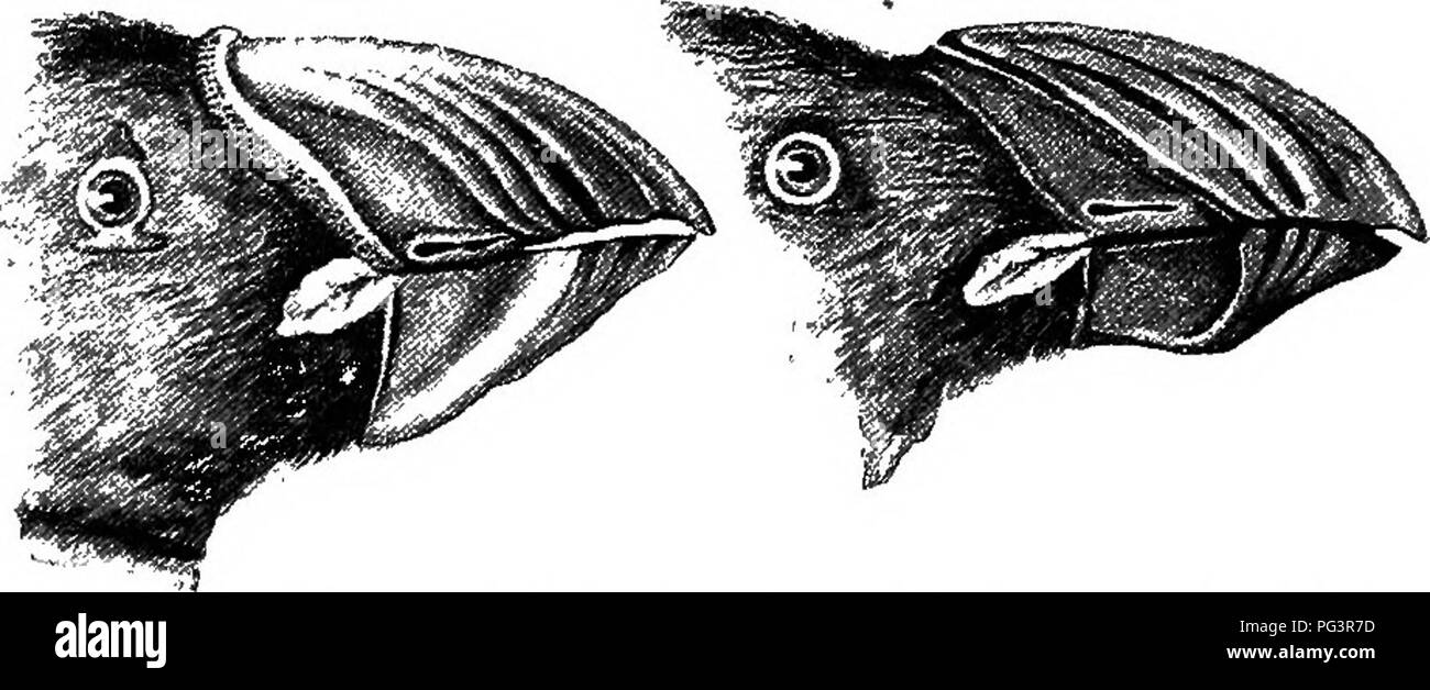 . L'étude de la vie animale. Zoologie. Fig. 67.-saisonniers de Papilio dimorphisme ajax ; à gauche le^ forme d'hiver variété (TeiaTnonides), à droite la forme d'été (variété Marcellus). (À partir de la Chambers's Encyclop. ; après Weismann.) dont l'hiver formes sont si différents de ceux qui sont nés en été qu'ils ont souvent été décrites comme des espèces différentes. Il est possible qu'il s'agit d'une réminiscence de changements climatiques du passé, telles que celles de l'âge de glace, comme le. Fig. 68.-Les changements saisonniers de la loi dans le tirciicd {puffin Fratercula) ; à gauche la forme de ressort, à droite la forme d'hiver, Banque D'Images