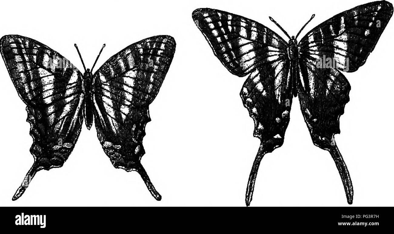. L'étude de la vie animale. Zoologie. 314 L'étude d'une partie de la vie de nimal iv avantageux blanc. Pas un peu d'animaux varient légèrement avec le changement des saisons. Ainsi, de nombreux cas sont connus où un papillon produit en un an, plus d'une couvée. Fig. 67.-saisonniers de Papilio dimorphisme ajax ; à gauche le^ forme d'hiver variété (TeiaTnonides), à droite la forme d'été (variété Marcellus). (À partir de la Chambers's Encyclop. ; après Weismann.) dont l'hiver formes sont si différents de ceux qui sont nés en été qu'ils ont souvent été décrites comme des espèces différentes. Il est possible qu'il s'agit d'un reminis Banque D'Images
