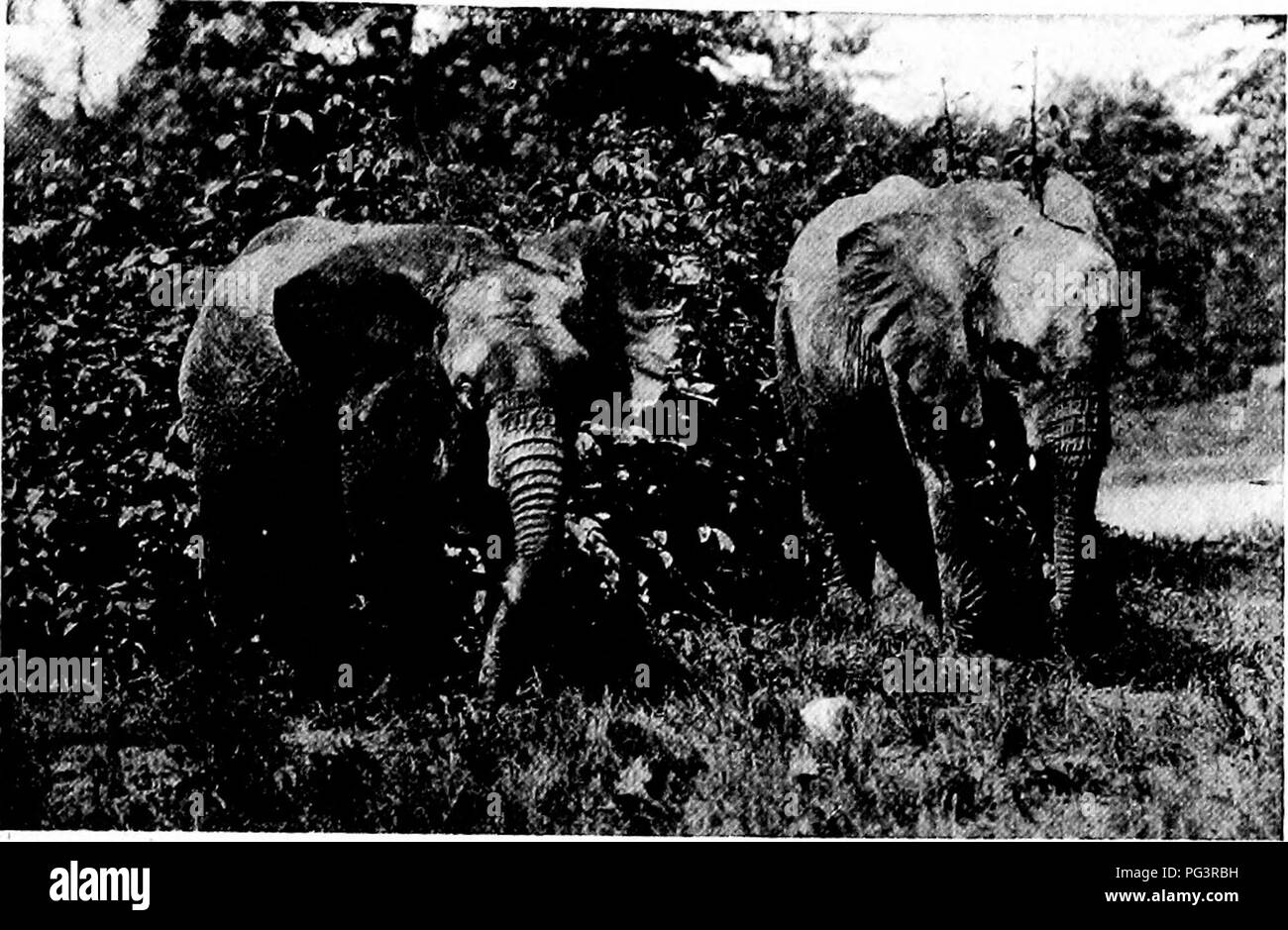 . Guide officiel populaire à la New York Zoological Park. New York Zoological Park. NEW YORK ZOOLOGICAL PARK. * I. 93 éléphants d'Afrique. qui appartenait Jumbo, et aussi le porteur de l'énormes défenses présentées à la Société zoologique de M. Charles T. Barney. Comme tous les éléphants d'Afrique nouvellement arrivés, ils sont jeunes, et les petits ; mais s'ils sont en bonne santé ils vont croître très rapidement, et à propos de A. D. 1927, ils devraient atteindre la pleine stature, à 11 pieds au niveau des épaules de l'homme, ou à peu près. Les différentes espèces d'éléphants sont le plus facilement reconnu par les oreilles. Comparer l'enormo Banque D'Images