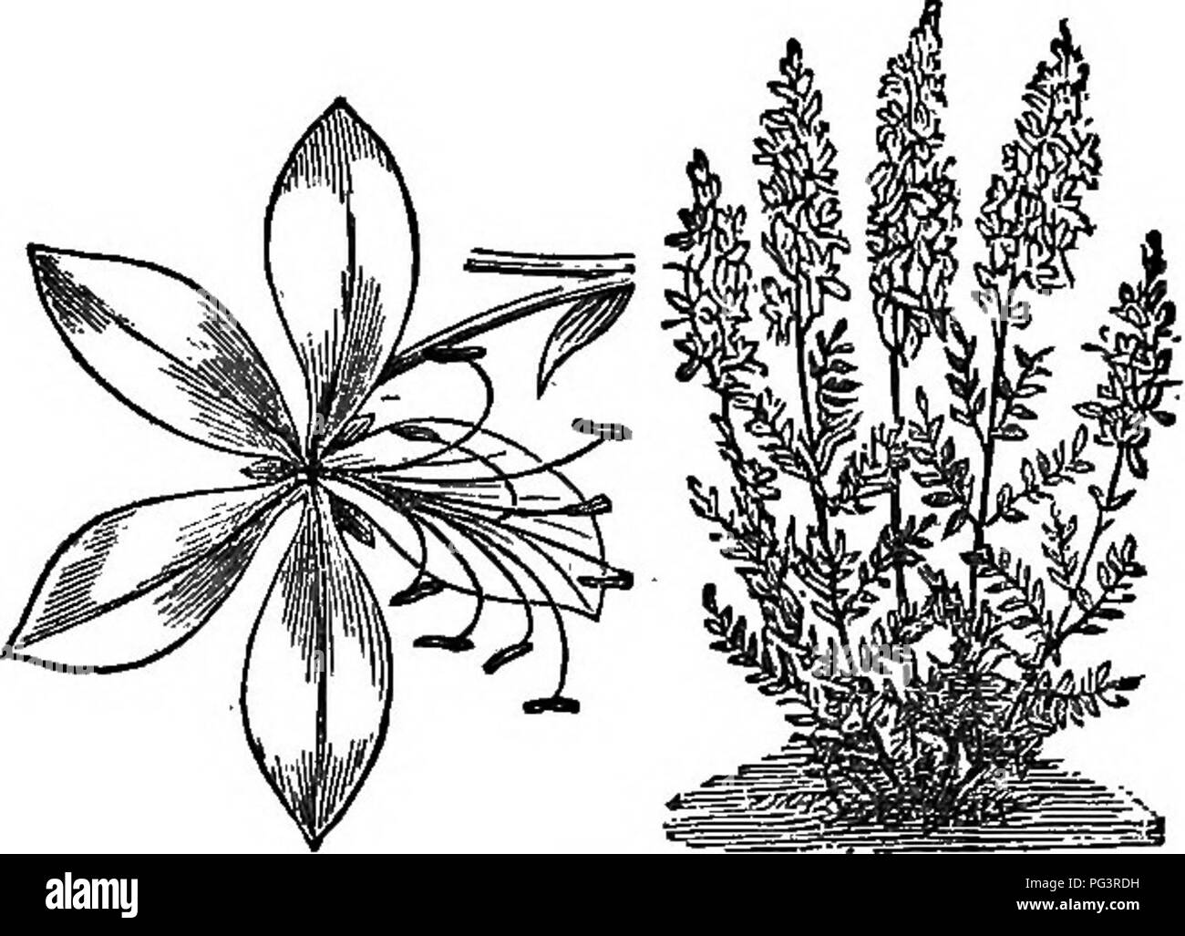 . Les éléments de botanique embrassant organography, histologie, physiologie végétale, botanique systématique et botanique économique ... ainsi qu'un glossaire complet de termes botaniques. La botanique. mCOTTLEDONES. 221 un grand arbre dans Guiaua aud au Brésil. L'écorce de frêne épineux autochtones (Zanihoxylivm americanum) est utilisé thérapeuti- nalement. Quelques espèces sont cultivées pour l'ornement, comme Dictammus (Fig. 331), etc.. i8. Geraniaceae. La famille de géranium est principalement constitué d'herbes, sept cent cinquante espèces, trouvés dans les régions tropicales chaudes et tempérées, dont bon nombre sont des plantes ornementales. Le jardin sapin baumier, ou touchez- Banque D'Images