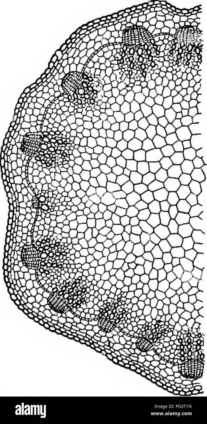 Ce manuel introduit la biologie végétale, en se concentrant sur les faisceaux vasculaires trouvés dans les plantes comme le céleri et la banane. Il sert de base aux études agricoles et botaniques, offrant une compréhension de base de la structure et de la fonction des plantes. Banque D'Images