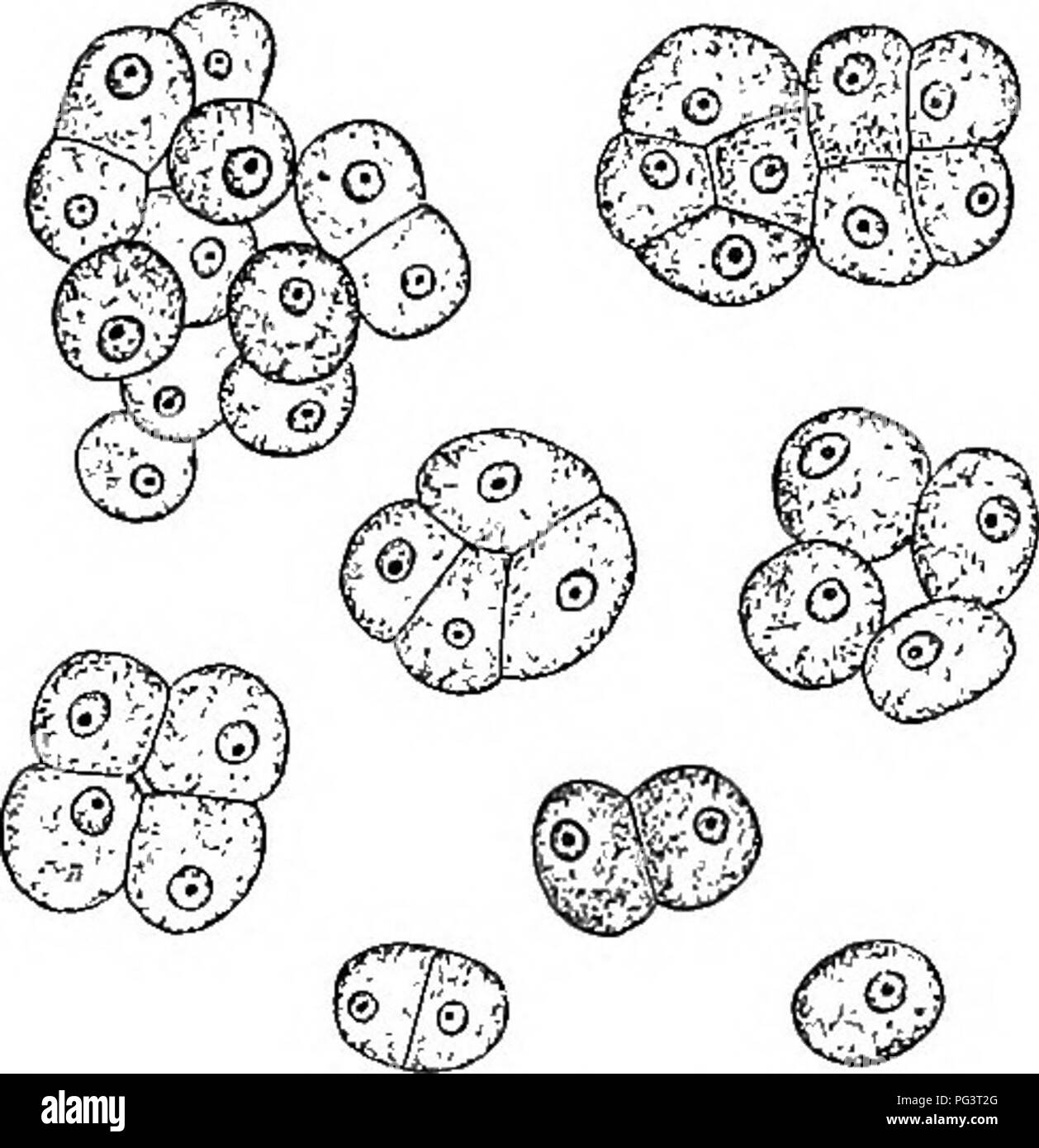 Ce manuel couvre les bases de la vie végétale, en se concentrant sur la structure et la fonction des cellules végétales. Il explique comment fonctionnent les systèmes internes des plantes, en mettant l'accent sur les cellules turgides, et leur rôle dans le maintien de la vie végétale et la contribution aux écosystèmes. Banque D'Images