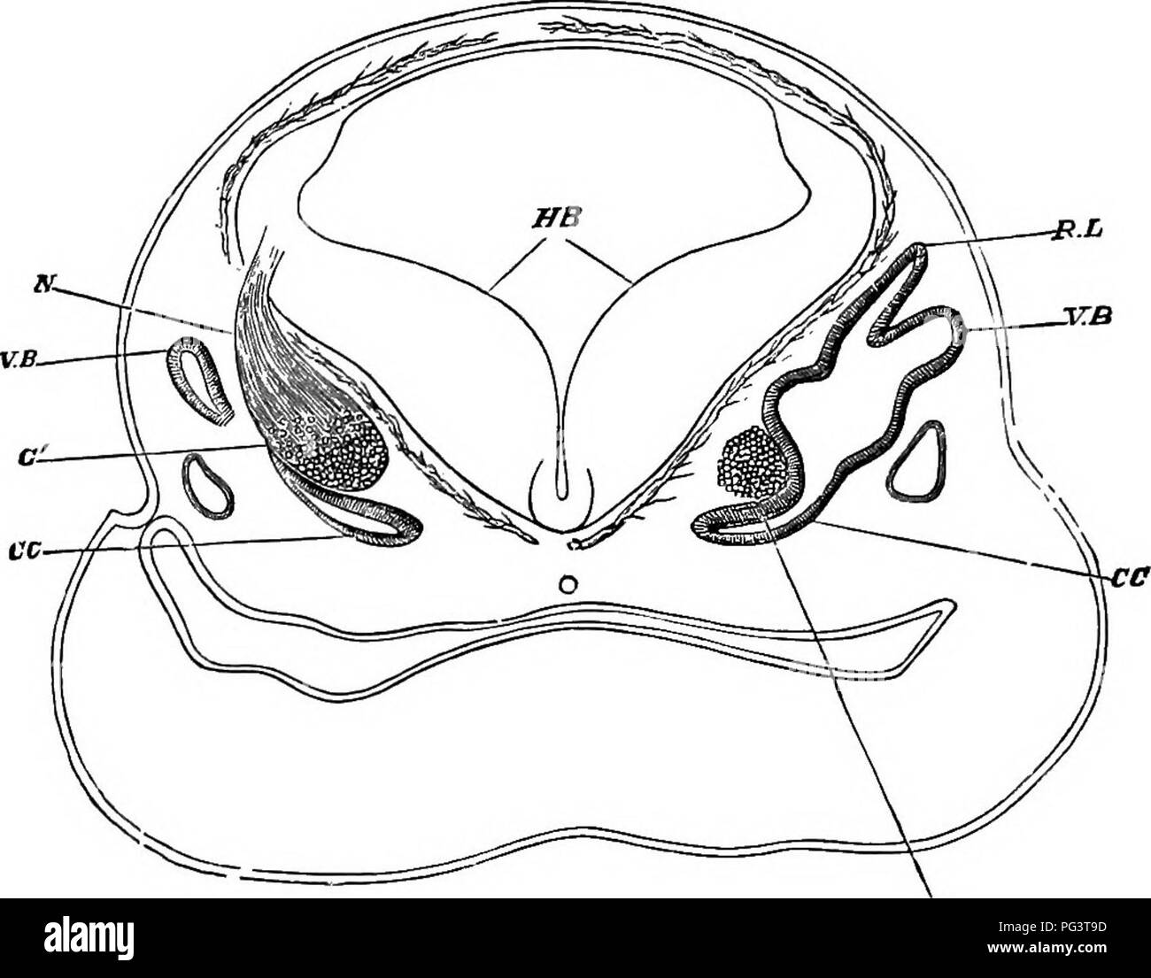 . Les éléments d'embryologie . L'embryologie. XII.] LE LABTBINTH membraneux. 391 Fig. 129.. La section transversale de la tête d'un F(btal moutons (16 MM. De longueur) dans la région OP le cerveau postérieur. (Après Bottcher.) HB. le cerveau. L'article est quelque peu oblique, d'où alors que sur le côté droit de la connectique de l'reoessus vestibulaire R.L., et du canal semi-circulaire vertical à partir du C.B., et du canal cochlearis CO., avec la cavité de la vésicule otique primaires sont considérés : sur le côté gauche, seule l'extrême fin du canal cochlearis GC, et du canal semi-circulaire V.B. sont usé. L Banque D'Images