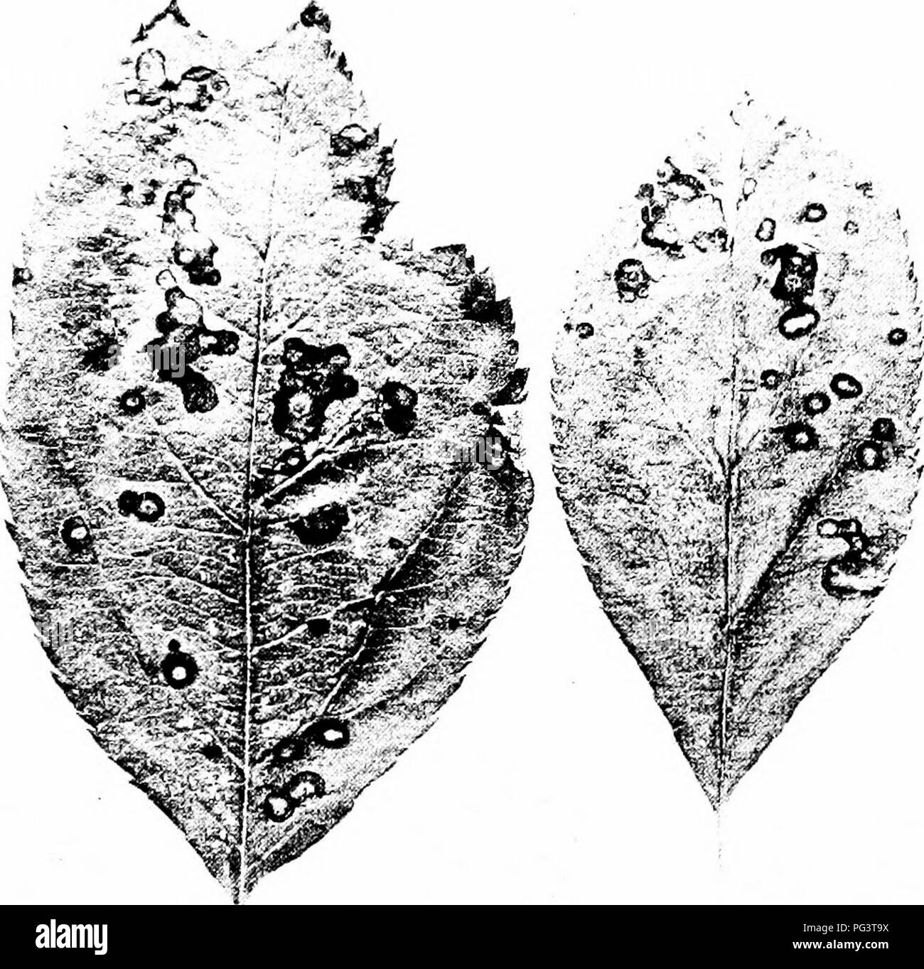 . Maladies des fruits de Manuel . Les fruits. Les maladies 49 APPLE deux caractères servent à distinguer la pourriture molle de black-rot et d'autres pourritures par Apple. La maladie sur les feuilles est audible à la fois peu de temps après leur développement à la fin de l'été. L'un d'^-:V. Fig. 12. - Cercosporioses de apple. plusieurs taches se produisent sur une seule feuille ; dans ce dernier cas, les lésions sont dispersés ou groupés (Fig. 12). Sur la surface supérieure de la première preuve de cette leaf-spot est une minute, violacés speck, qui bientôt s'agrandit jusqu'à ce qu'elle atteint un diamètre d'environ un huitième de pouce. L'endroit devient jaunâtre plus tard Banque D'Images