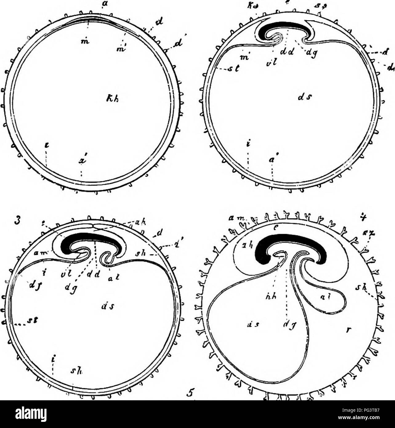 . Les éléments d'embryologie . L'embryologie. Les membranes embryonnaires BM ET TOLK-SAC. [CHAP. ¥ia. 114.. ""^^^^^ts nnT"^. Veuillez noter que ces images sont extraites de la page numérisée des images qui peuvent avoir été retouchées numériquement pour plus de lisibilité - coloration et l'aspect de ces illustrations ne peut pas parfaitement ressembler à l'œuvre originale.. Foster, M. (Michael), Sir, 1836-1907 ; Balfour, Francis M. (Francis Maitland), 1851-1882 ; Sedgwick, Adam, 1854-1913 ; Heape, Walter, 1855-1929. London ; New York : Macmillan Banque D'Images