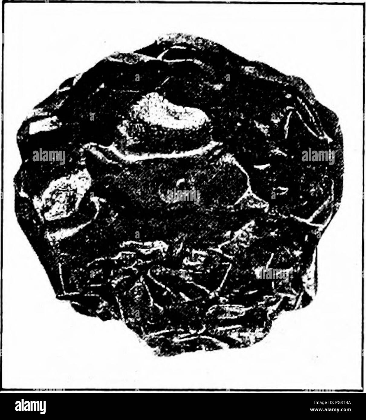 . Maladies des fruits de Manuel . Les fruits. 48 MANUEL DES MALADIES DES FRUITS Blossom. Dans ce dernier cas, il y a produit ce qui est appelé blossom-end rot. Les trous de ver sont généralement les centres de zones pourries (Fig. 10). D'ordinaire, qu'une place se produit dans chaque fruit. Une telle lésion est d'abord brown, et est souvent désignée comme la pourriture brune. Très souvent les zones concentriques de couleurs claires et foncées de largeur uniforme apparaissent sur le centre de la lésion ; dans ces cas, la maladie est appelé ring-rot. La marge de la partie malade est distinct de celui de la santé (Fig. 10), et les tissus sont pourries Banque D'Images