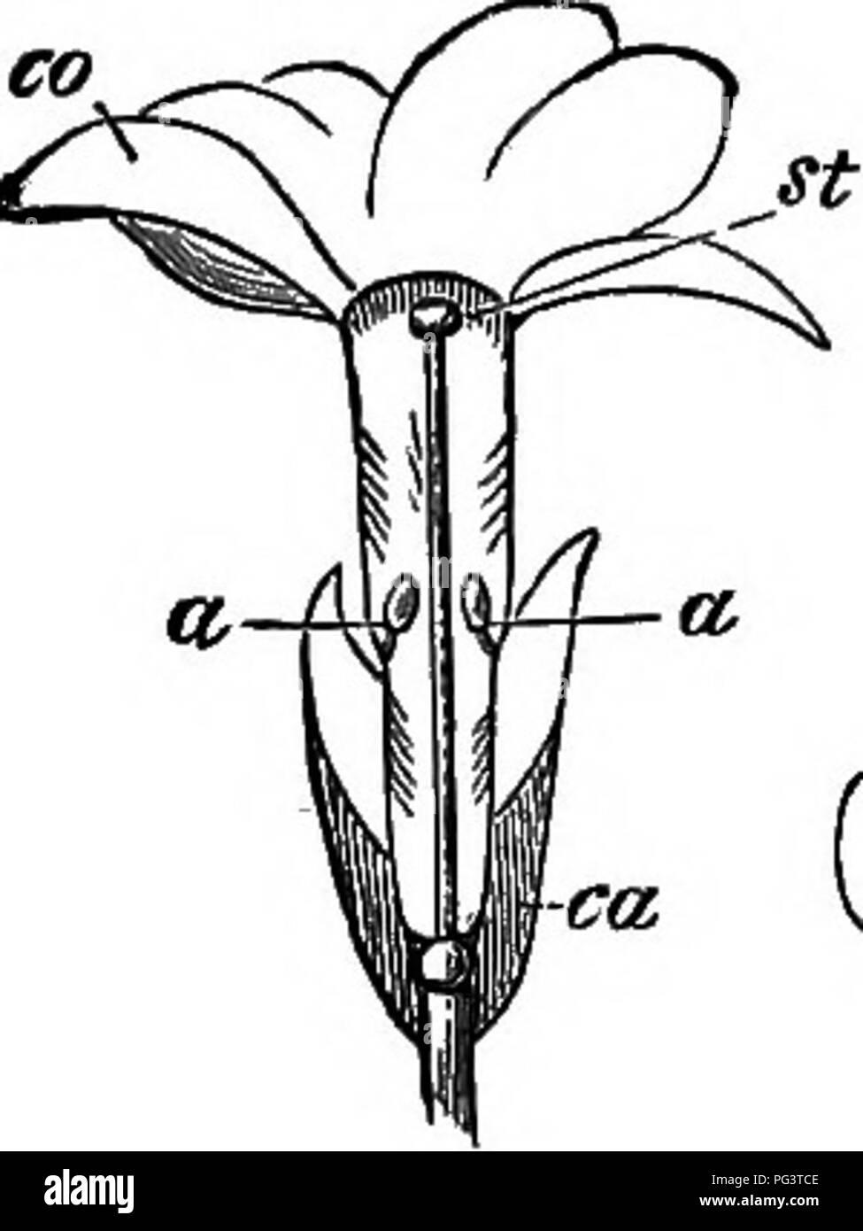 . Les beautés de la nature et les merveilles du monde dans lequel nous vivons. Histoire naturelle ; géographie physique, l'astronomie. Sur la vie végétale 131 même stock. Ils ont été longtemps connus pour les enfants et les jardiniers, qui les appelle brévistylées- feyed et les yeux bleus. M. Darwin a été le premier à expliquer l'importance de cette curieuse différence. Elle lui a coûté plusieurs années de travail patient, mais quand une fois souligné il est évident. sufiiciently Un insecte poussant sa. Fig. 12. OoOO 0 0. Veuillez noter que ces images sont extraites de la page numérisée des images qui peuvent avoir été retouchées numériquement pour plus de lisibilité - une coloration Banque D'Images