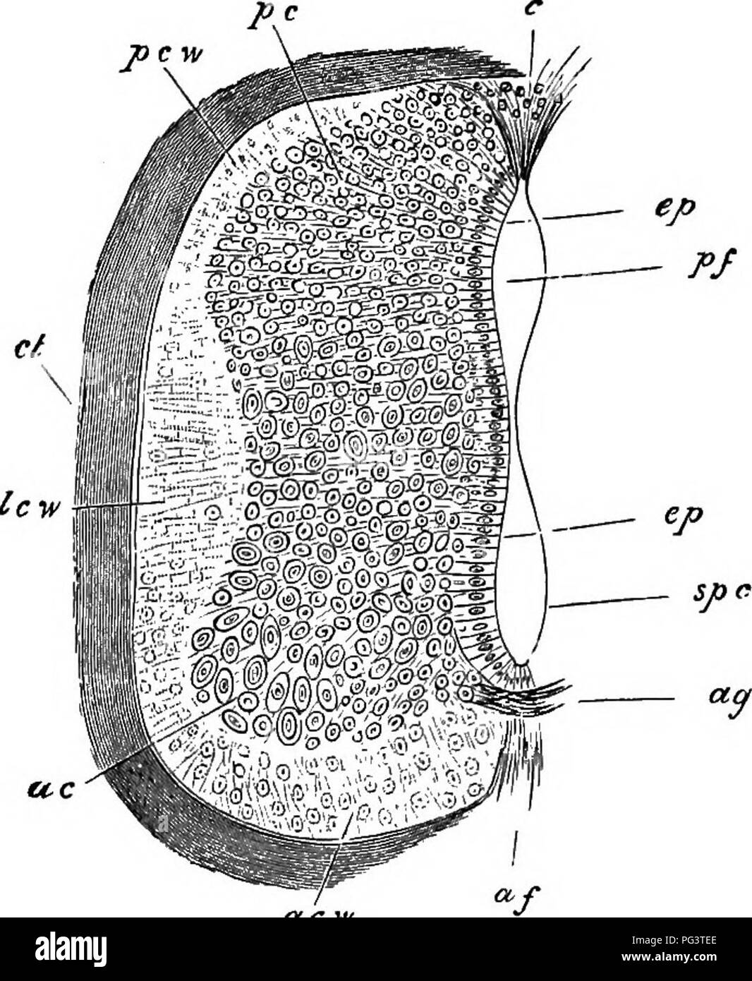 . Les éléments d'embryologie . L'embryologie. VIII.] L'MATTEB GRIS. Sequent 253 étapes, et s'étend de manière à couvrir progressivement l'ensemble de la corde (Fig. 83). Fig. 83.. L'article par la moelle épinière d'un sept jours d'oisillon. pow. colonne blanche dorsale, Tew. oolumrii blanc latéral. acw. ven- tral colonne dorsale blanche, c. tissus remplissant la partie où la fissure dorsale sera formé, pa. gris dorsale cornu. ac. anterior gray cornu. ep. cellules épithéliales, l'âge. commissure antérieure, pf. partie dorsale du canal médullaire, spc. partie ventrale du canal médullaire, af. fissure antérieure. La matière grise et l'epit centrale Banque D'Images