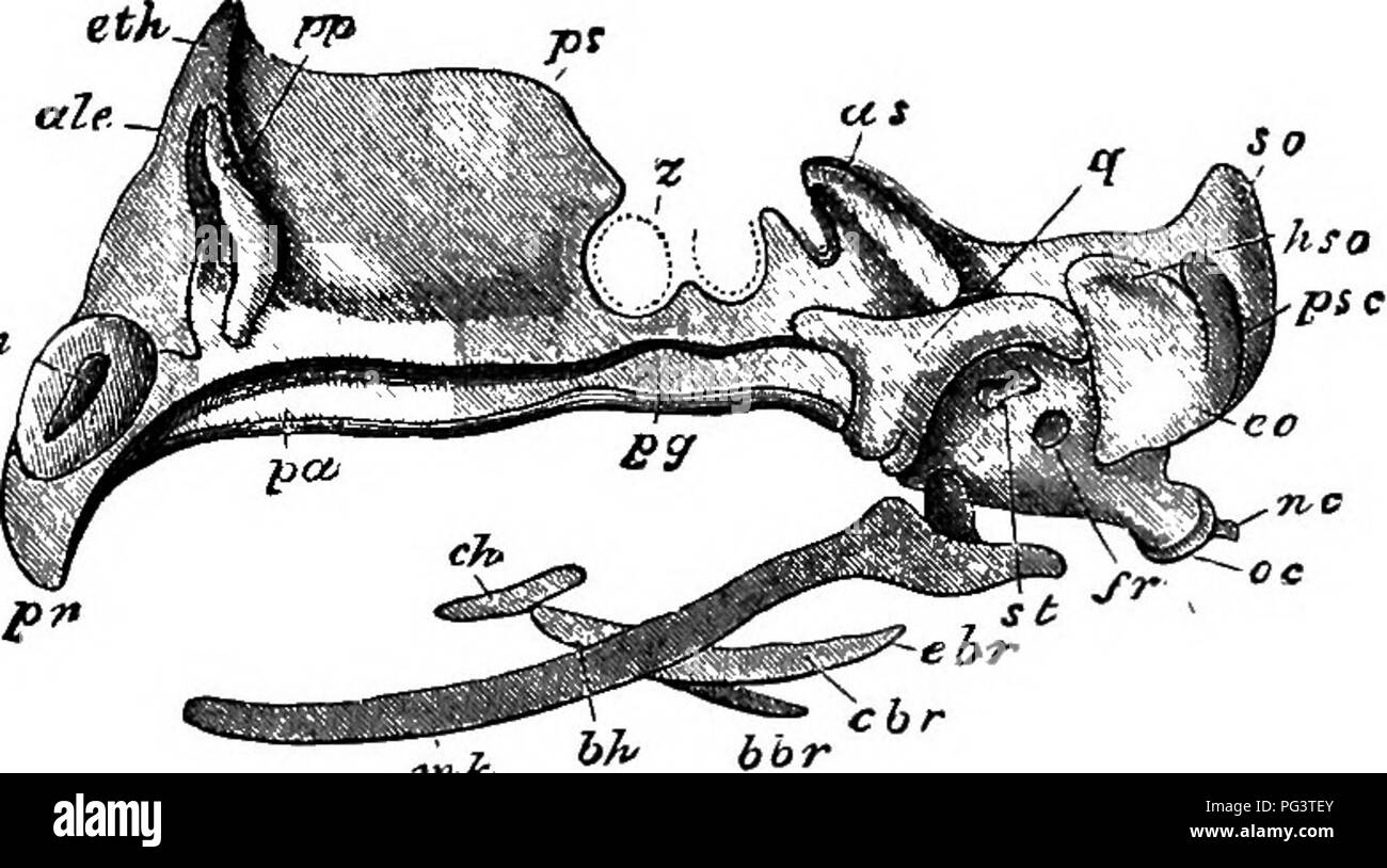 . Les éléments d'embryologie . L'embryologie. VIII.J LE SENS DE CAPSULES. 241 iutemasal continue, septum inter- derrière avec le septum orbitaire, grandit (Fig. 78) ; tandis que le Fig. 78. tlln. 7n^ Vue de côté du crâne cartilagineux comme un oiseau sur la septième DAT D'INCUBATION. (Après Parker.) pn. prenasal alinasal cartilage, aln. cartilage, ale. aliethmoid ; immédiatement en dessous est le ahseptal le cartilage, eth. eth- moid, pp. para plana, ps. presphenoid ou inter-orbitale. pa. palatin, p. ptérygoïde, z. nerf optique, comme. aHsphenoid. q. quadrangulaire, st. étrier, fr. fenestra rotunda, médecin-chef de l'horizon. Banque D'Images