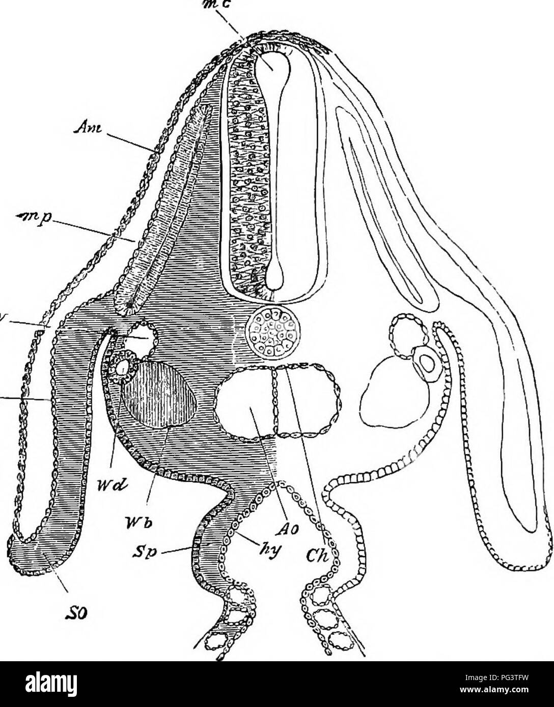. Les éléments d'embryologie . L'embryologie. 188 LE TROISIÈME JOUR. Chap [Cochon. 65.. Par l'Ebgion Embrto dorsale d'un poussin À LA FIN DE LA TROISIÈME DaT. Am. amnios, député musole-plaque. C. C. cardinal d'idées. Ao. aorte dorsale. La section passe par le point où l'aorte dorsale est juste de commencer à se diviser en deux branches. Ch. de la notochorde. W. d. Wolifian d'air. W. b. à partir de la différenciation du mésoblaste cellules à former le corps de Wolff. ep. de l'épiblaste. Somatopleure et ectoblaste.. Sp. splanchno- pleure. hy. hypoblaste. La section passe par le point où le canal digestif communicat Banque D'Images
