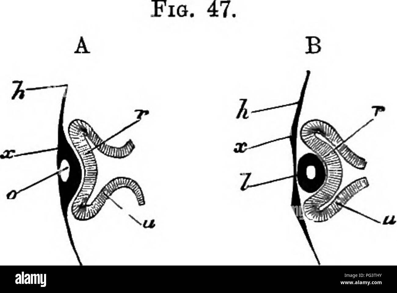 . Les éléments d'embryologie . L'embryologie. VI.] L'ŒIL. 135. Sections schématique illustrant la formation op l'Œil. (Après l'Eemak.) en A, l'épiblaste superficielle tMn est perçu comme un épaissie à x, en face de la vésicule optique et son involution, de manière à former une fosse 0, l'embouchure de ce qui a déjà commencé à fermer. En raison de cette involution, qui forme le rudiment de la lentille, la vésicule optique est doublé, sa partie avant r projetés contre la partie arrière u, et l'original de la cavité ainsi des vésicules de taille réduite. La manette de la vésicule est montré comme stiU. large. En 5, e Banque D'Images