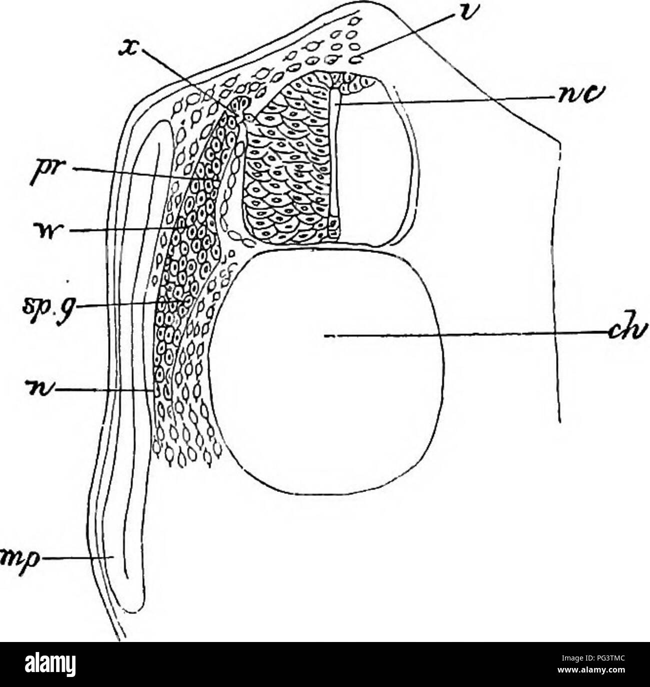 Cette illustration tirée d'un texte d'embryologie détaille le développement d'un embryon d'aiguillat, mettant en évidence des caractéristiques anatomiques clés telles que la moelle épinière, la plaque musculaire et les structures neuronales au cours des premiers stades de développement. Banque D'Images