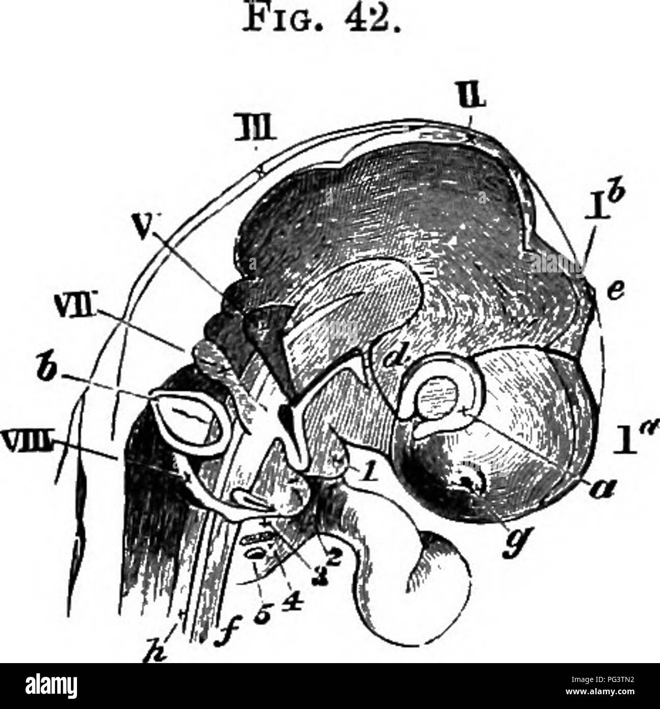 . Les éléments d'embryologie . L'embryologie. VI.] NEKVES la boîte crânienne. 127. Chef op un embryon Chick ou le troisième jour (Sevekty «- FiTE Heures) Vue de côté comme un objet transparent. (À partir de la Huxley.) la. hémisphères cérébraux. lb. de vésicules le troisième ventricule. II. la mi-cerveau. III. hind-cerveau, fosse nasale. g. a. de la vésicule optique. b. vésicule otique, infundibulum. d. e. corps pinéal. h. noto- chord. C. cinquième nerf. VII. septième nerf. Glossopharyngien et pnemnogastric VIII. les nerfs, i, 2, 3, 4, 5 les cinq plis viscérale. Direction générale du cinquième nerf) est distribué à la première arche viscérale. Le second mas Banque D'Images