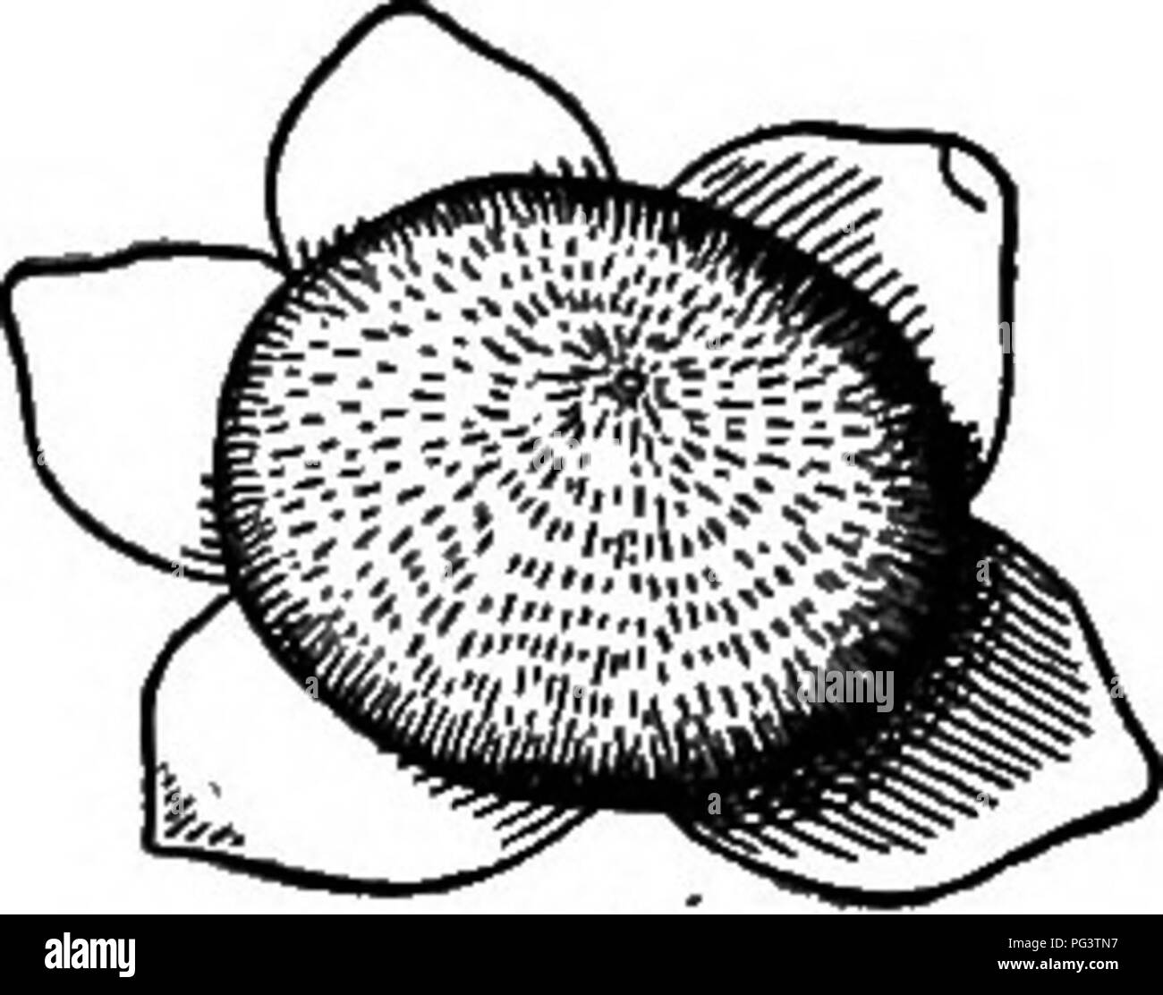 . Fondements de la botanique. La botanique, la botanique. Fig. 11.-Chenopodimn. Une fleur, fruit, JB ;. ish, dans panicled crampons. Calice 3-6-parted, les lobes souvent légèrement charnues et carénée. Fllaments ; 6 étamines en forme de filet. 2-3 Styles, distinct ou united à la base. En forme de lentilles de semences.*. Veuillez noter que ces images sont extraites de la page numérisée des images qui peuvent avoir été retouchées numériquement pour plus de lisibilité - coloration et l'aspect de ces illustrations ne peut pas parfaitement ressembler à l'œuvre originale.. Bergen, Joseph Y. (Joseph Young), années 1851, Eastwood, Alice, 1859-1953. Boston, Ginn &AMP ; Co. Banque D'Images