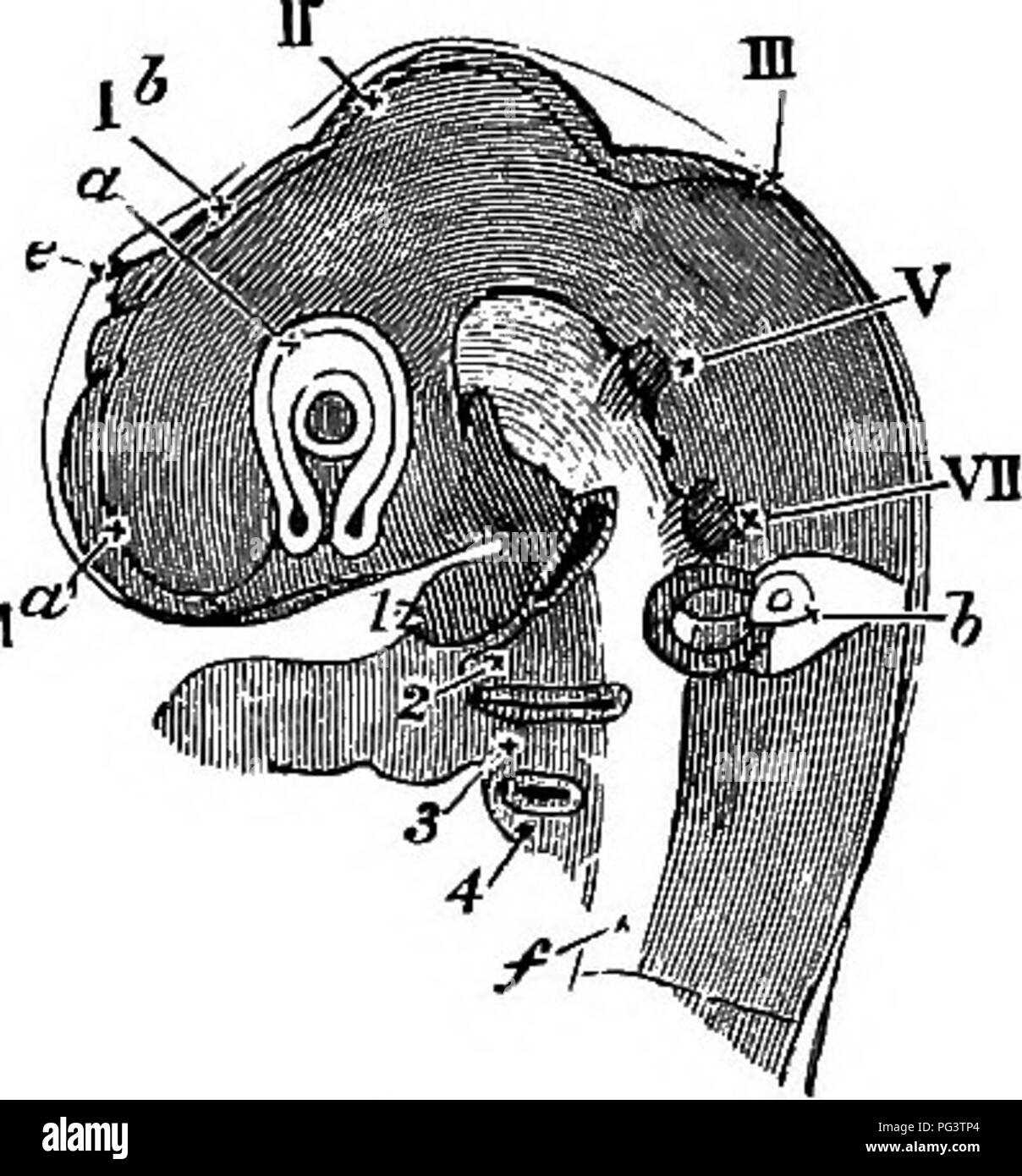 . Les éléments d'embryologie . L'embryologie. 118 LE TROISIÈME JOUR. [CHAP. Fio. 38.. Tête d'un poussin du troisième jour Vue de côté comme un objet transparent. (À partir de la Huxley.) J'ai un. La vésicule d'hémisphère cérébral^. 16. La vésicule du troisième ventricule (l'original de l'avant du cerveau) ; à son sommet est vu la projection de l'épiphyse e. En dessous de cette partie du cerveau est considérée, en coupe optique, la vésicule optique a déjà son involution avec ses épais murs intérieurs et extérieurs plus fin (la lettre a est placé sur la jonction des deux, l'empreinte primaire est presque obhterated). Au centre de la Banque D'Images