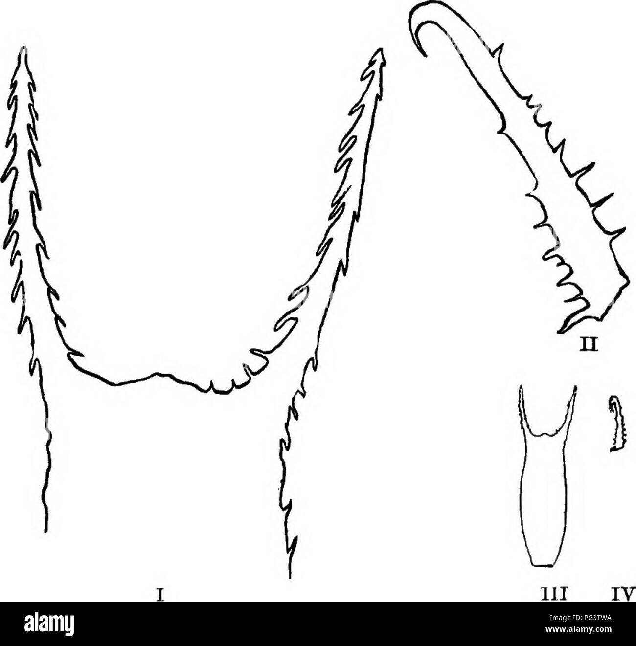. Fondements de la botanique. La botanique, la botanique. 384 Fondements de la botanique de zoologie ainsi que les plantes et les animaux ne font pas de dépenses ni rétribué pour le bénéfice d'autres espèces. Evi- dently la pulpe de fruits n'est pas consommée ou utilisée. Pl6. 273. - Piques et crochets de fraises. I, points de barbelés de fruits du mendiant-ticlcs magniiled, onze fois ; n, livre de lampourde, grossie 11 fois ; 111, Beggar's-tieks fruits, grandeur nature ; PLAT, lampourde, crochet taille naturelles. que l'alimentation par la plante elle-même ou (en général) par ses graines. Il est utile, donc, pour l'élève à se demander certains tels que Banque D'Images