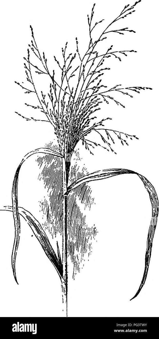 . Fondements de la botanique. La botanique, la botanique. Comment les plantes sont dispersées 381 sont : herbes aquatiques, de joncs et de carex, d'un polygone de l'eau, AMS-dock, bur-reed, Arrowhead, renoncule, le doré, l'aulne, bush, de l'eau bouton--panais (Sium), l'eau et de pruche (Cicutd), de l'eau sou- millepertuis (Hydrocotyle). " 451. Distances parcourues par des courants de l'océan graines flottant fournir le transport pour les plus longs voyages qui sont faites par des graines. C'est un fait bien connu que le cacao-palms sont parmi les premières plantes à pousser sur les îles coralliennes nouvellement formé. Les écrous d'où ces palms a grandi peuvent facilement flotter Banque D'Images