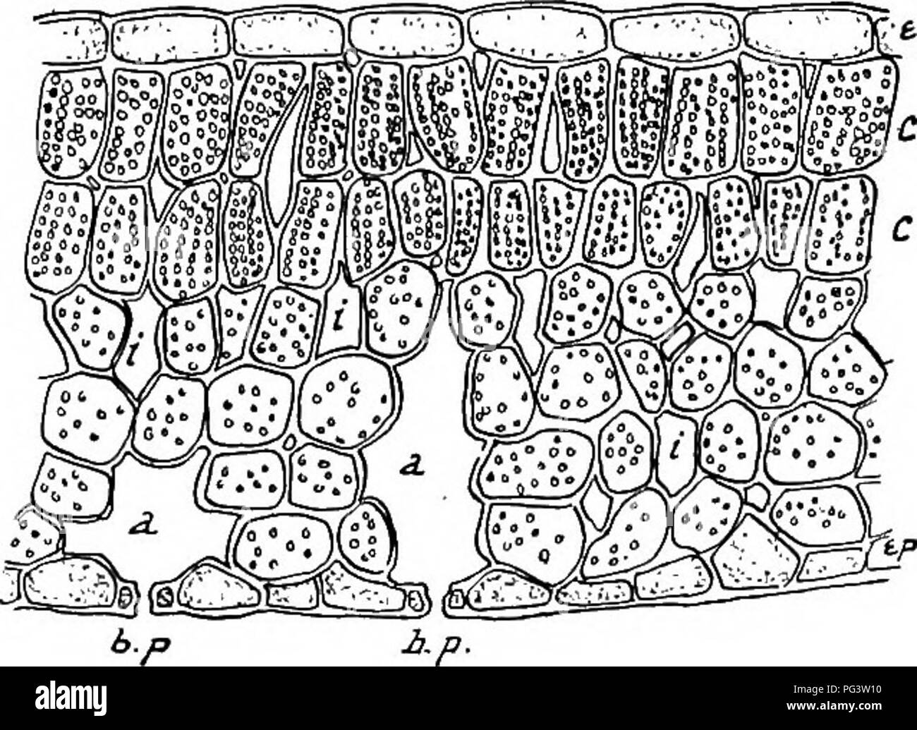 . Étude de la nature ; un manuel pour les enseignants et les élèves. L'étude de la nature. 3i6-L'ÉTUDE DE LA NATURE est donc perçu comme une condition nécessaire à la formation de la couleur verte des plantes. Cette couleur verte n'est pas dû à un liquide vert dans les cellules de la plante, mais à peu de grains vert chlorophylle appelé- leaf-vert. Ceux-ci peuvent être vus facilement dans des feuilles de mousse sous le microscope composé. Faire une pâte httle, dans l'eau, de la fécule ou de la farine de blé, et ajoutez quelques gouttes d'une solution d'iode avec un httle d'iodure de potassium, J'ai ajouté, ou d'une teinture d'iode. Sur l'ap- phcation de cette solution l'amidon de la Banque D'Images