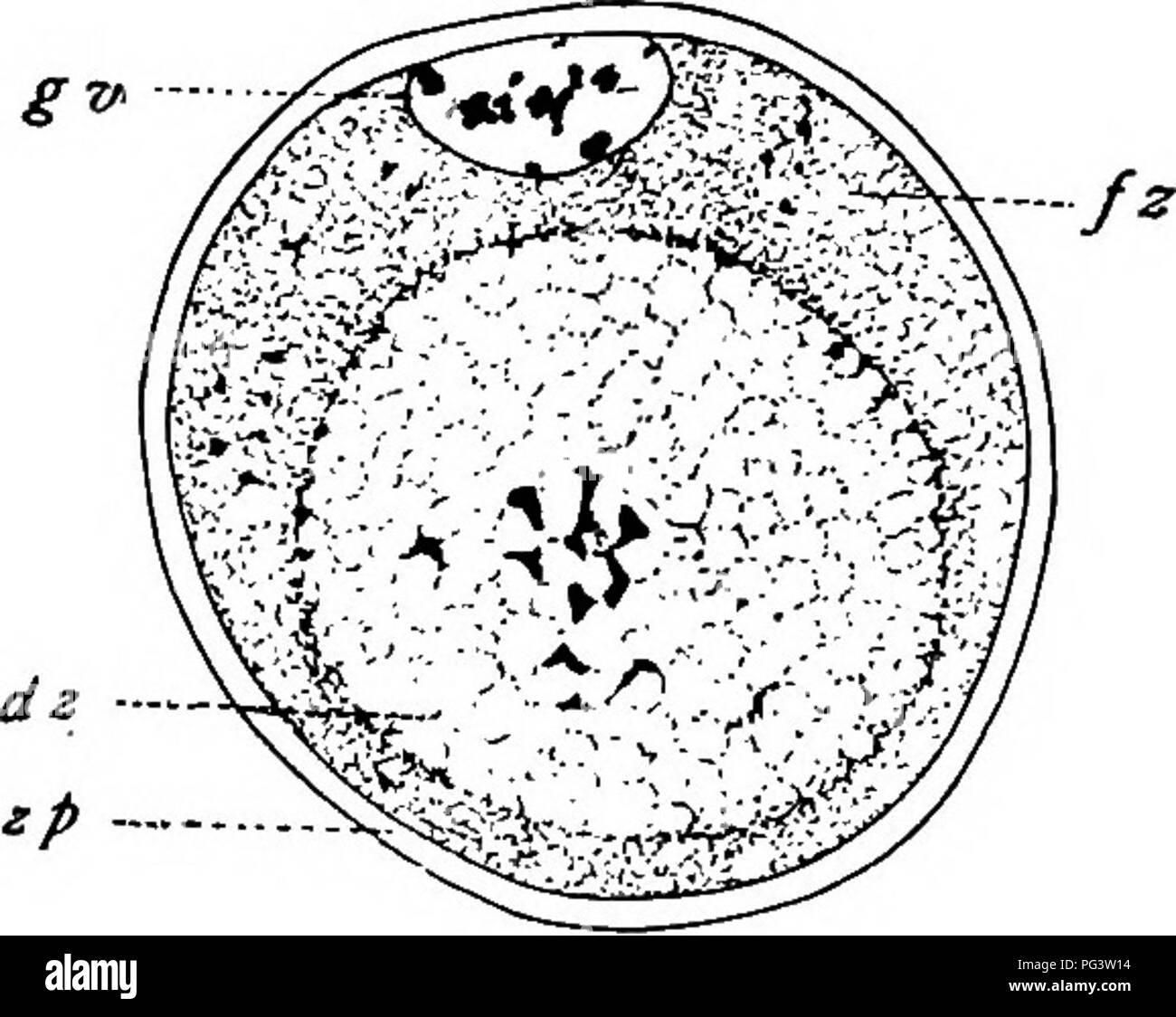 . La biologie de jumeaux (mammifères) . Des jumeaux. En jumelage Dasypus novemcinctus œufs immatures (33) développe son propre follicule, et le développement d'ovocyte et foUicle est très semblable à celle de la souris ou du chat. Dans un très petit nombre de cas a un follicule avec deux ou plus d'ovocytes a été observé, et bien d'ovaires manque tout à fait foUicles doubles ou multiples. L'ovocyte de taille adulte, qui a un diamètre d'environ 12 micra, est un peu plus petite que celle du chat et un peu plus grande que celle de l'homme ou ceux de rongeurs. Avant la maturation de l'ovocyte définitive première commande hes dans le Banque D'Images