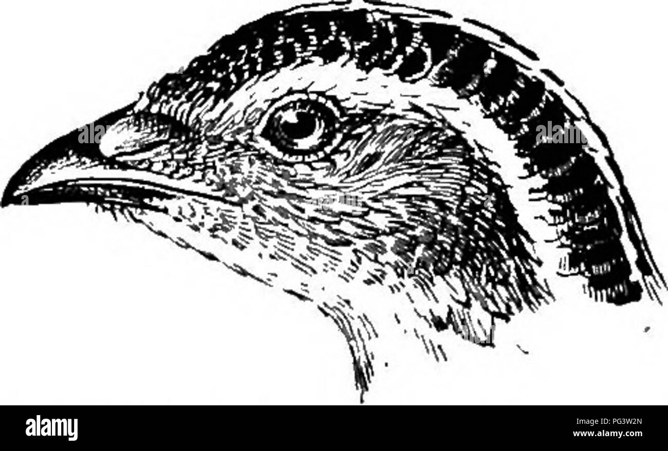 Cette entrée se concentre sur la caille du Cap (Coturnix africana), originaire d'Afrique du Sud. Il comprend des références historiques et des noms scientifiques, détaillant sa place dans la famille des Phasianidae et soulignant la répartition de l'oiseau et les observations notables des ornithologues. Banque D'Images