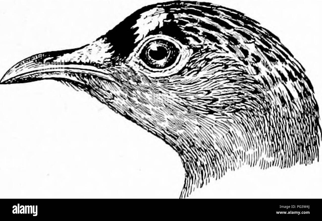 . Les oiseaux de l'Afrique du Sud. Les oiseaux. PTEKOCLID^ PTEKOCLES 189 645. Pterocles bicinctus. Doxihh-Ganga a remis. Pterocles bicinctus, Temm. Cochon. et Gal. iii, pp. 247, 713 (1823) ; terre Sirich et Sclater, Contr. L'ONR. 1852, p. 157 ; B. 8 Layarcl. Afr. p 278 (1867) ; Ajjres, Ibis, 1869, p. 298, 1871, p. 269, 1886, p. 292, Gurney dans Andersson dans sonB. Le Damaraland, p. 241 (1872) ; BucMey, Ibis 1874, p. 385 ; Elliot, P. Z. 8. 1878, p. 255 ; portes, le Matabeleland, p 323 (1881) ; 8harpe, éd. du Latjard B. 8. Afr. pp. 575, 854 (1884) et Eglington, Sportun Nicolls. 8. A. p. Ill (1892) ; Bryden, aux armes à feu et l'appareil photo, pp. Banque D'Images