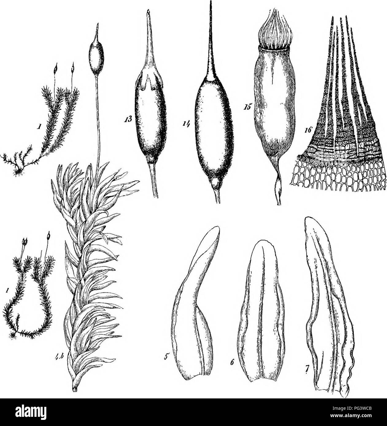 . Les mousses à la loupe ; un manuel technique des plus communs et de reconnaître plus facilement les mousses du nord-est des États-Unis. Les mousses. Assiette XV. Rhaco-mitrmm aciculare (De Bry. Eur.). 1. La taille naturelle des plantes. 5, 6, 7. Les feuilles.. Veuillez noter que ces images sont extraites de la page numérisée des images qui peuvent avoir été retouchées numériquement pour plus de lisibilité - coloration et l'aspect de ces illustrations ne peut pas parfaitement ressembler à l'œuvre originale.. Le Coulis, Abel Joël, 1867-. New York, l'auteur et la société Louis O. T. Banque D'Images