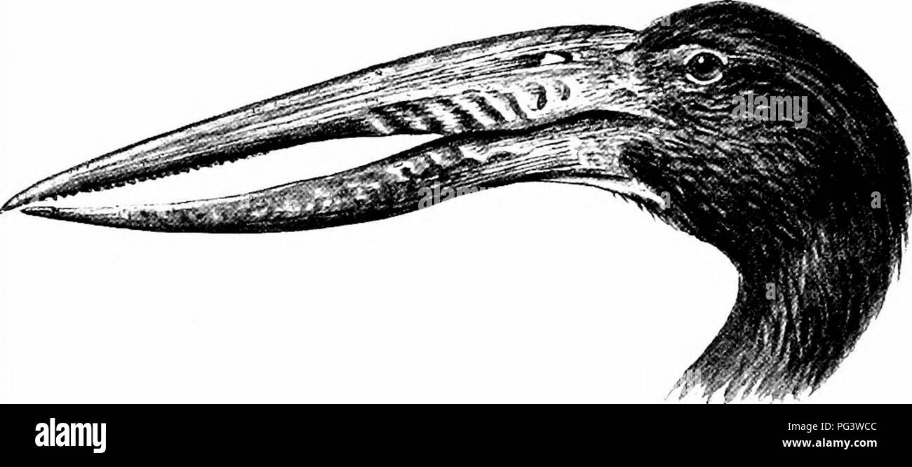 site rencontre tropicale reunion