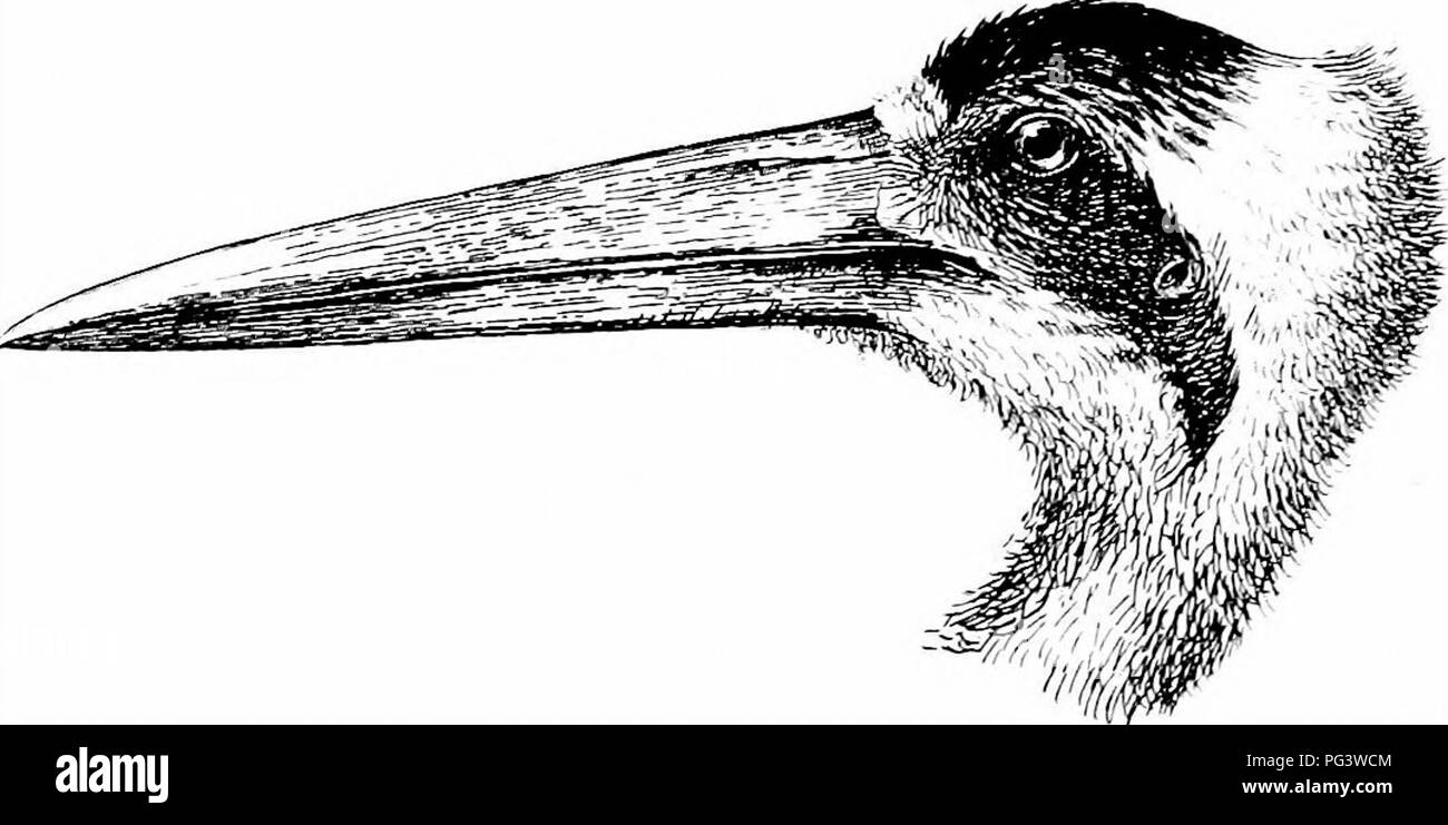 Les Oiseaux De Lafrique Du Sud Les Oiseaux 36 Ciconiid