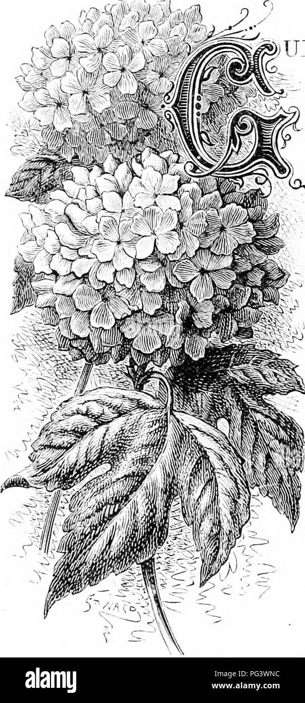 La rose de Guelder est un arbuste commun trouvé dans les bois et les jardins, en particulier autour d'Arnhem, où il fleurit au début de l'été. Connue pour ses grandes grappes de fleurs blanches ressemblant à des boules de neige, la rose Guelder ajoute une couleur vibrante aux jardins au printemps et en automne avec ses baies et son feuillage distincts. Banque D'Images