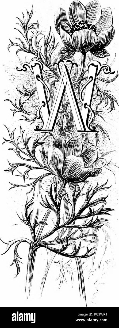 L'œil de faisan, également connu sous le nom d'Adonis, est une fleur de jardin avec des pétales colorés ressemblant à l'œil d'un faisan. Cette fleur historique est associée à la fois aux légendes anciennes et au genre végétal Adonis, connu pour sa riche signification culturelle. Banque D'Images