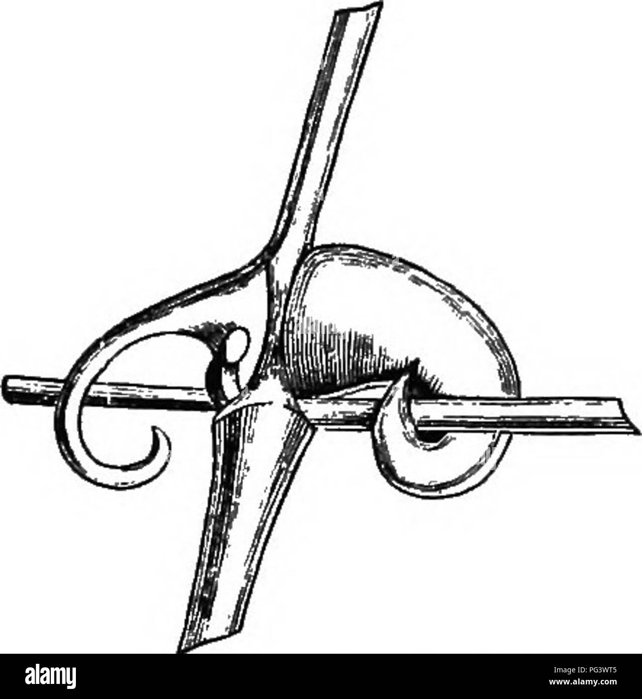 . L'origine de structures florales : grâce à la lutte contre les insectes et d'autres organismes. Les plantes ; fleurs ; Fleurs. 156 LE STRUCTUEE DE FLEURS. et jamais sans elle, ne laisse pas efEect héréditaires comme dans le cas de galles * et de l'épaississement des tissus de certains alpinistes après qu'ils ont pris et s'accrochait à un corps étranger, tels que les pétioles de clématites,^ et l'accroché les pédoncules de l'uncaria (Fig. 46). Dans d'autres cas, le efEect est devenue héréditaire, et peut alors être considérée comme un personnage spécifique. Ces différences sont bien vus dans les vrilles de la MMGP- lopsis hederacea par rapport â avec les o Banque D'Images